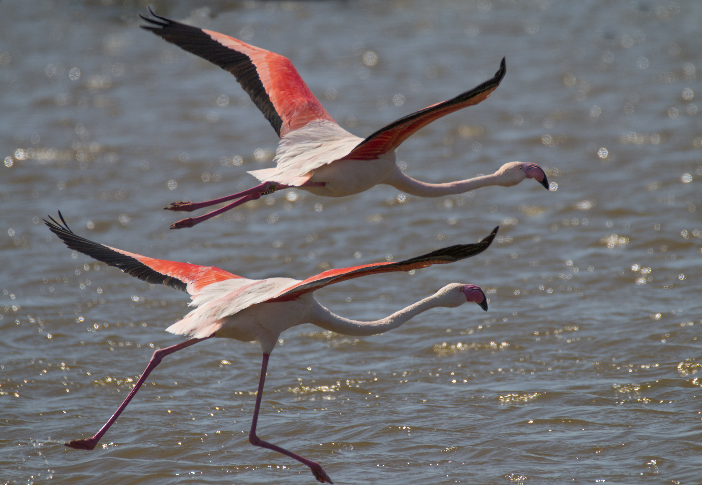 Fenicotteri in partenza