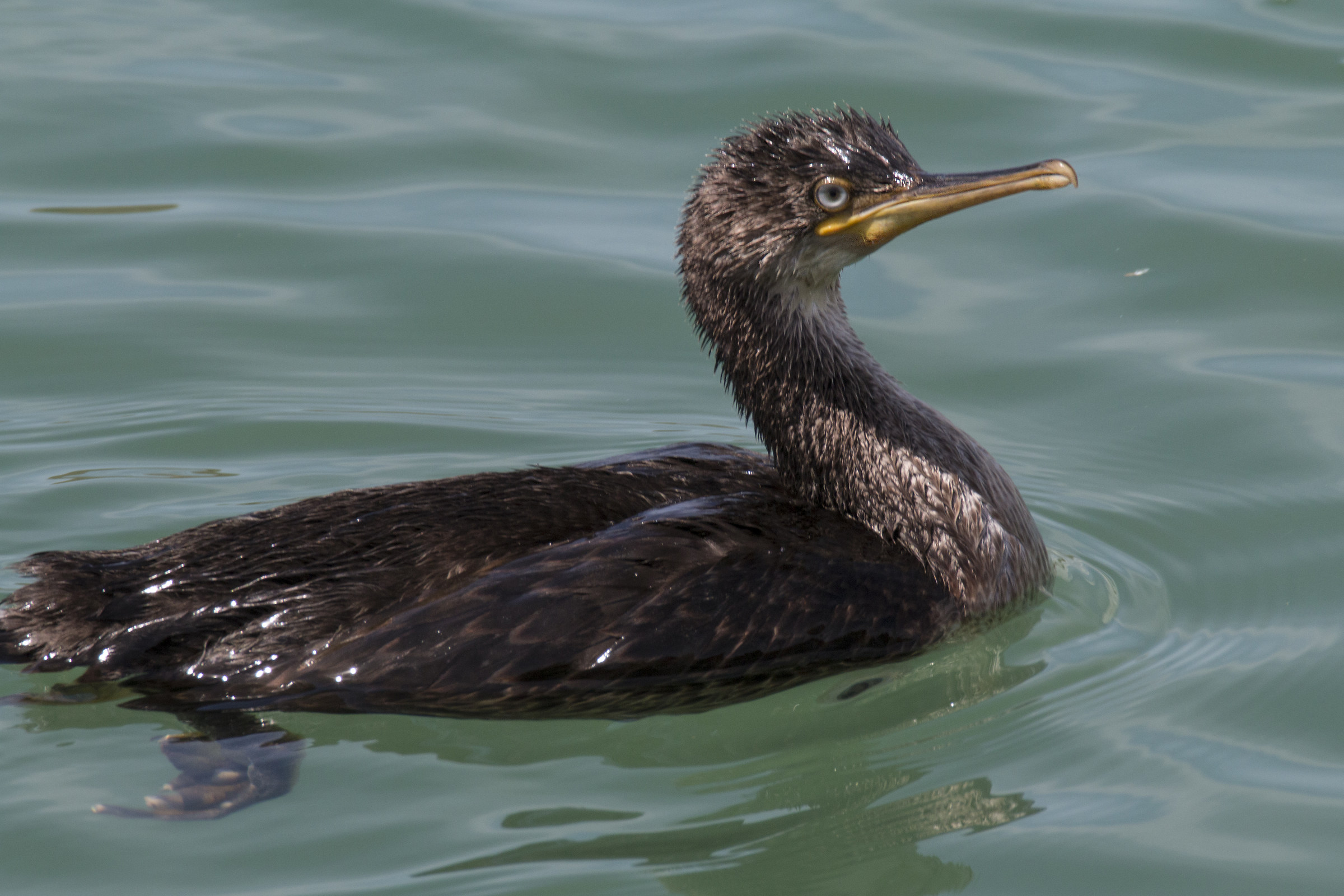Cormorano