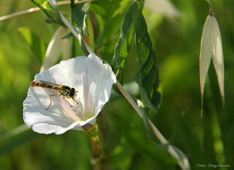 Pollination