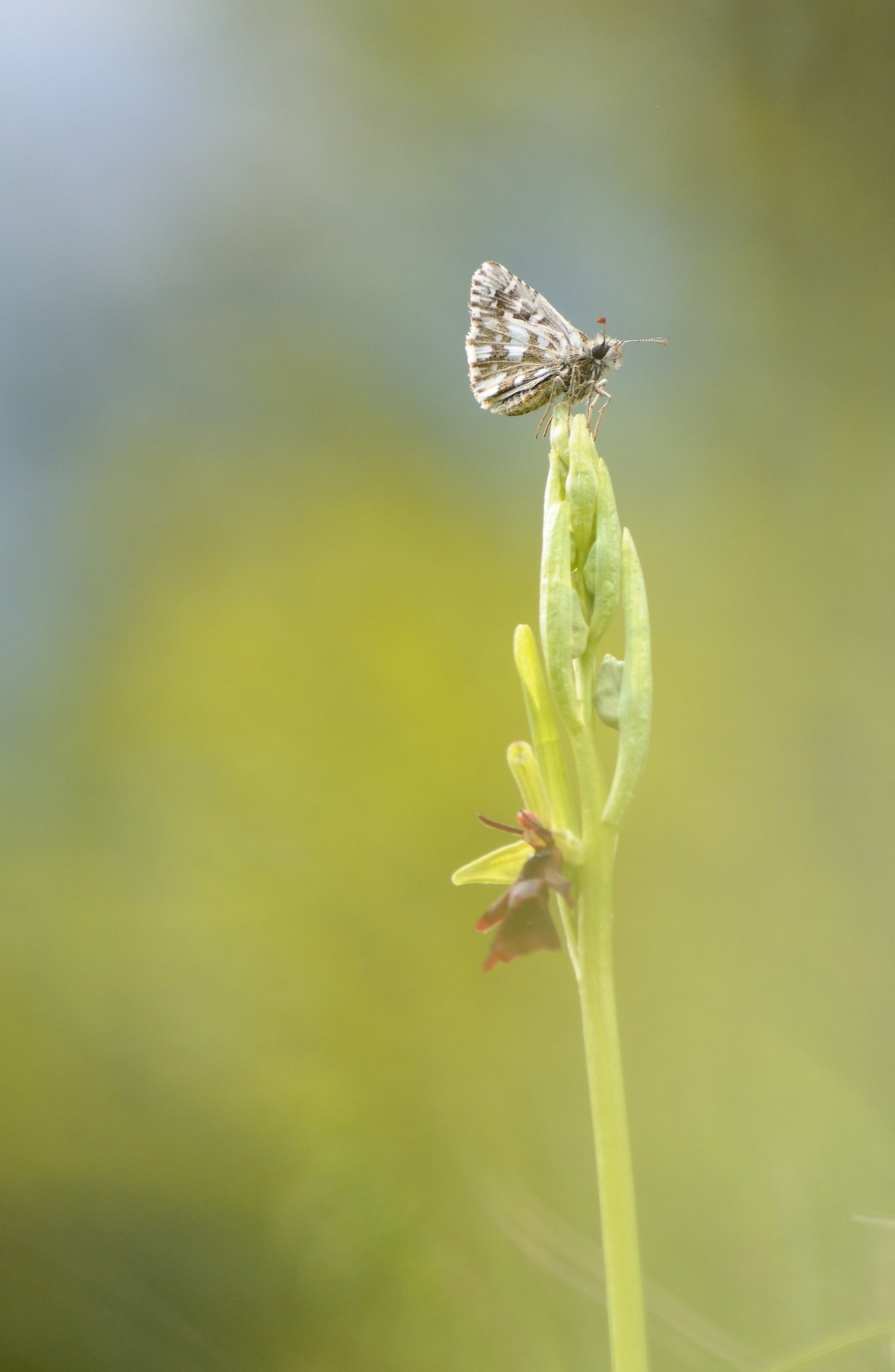 Pyrgus Onopordi su Ophrys Insectifera
