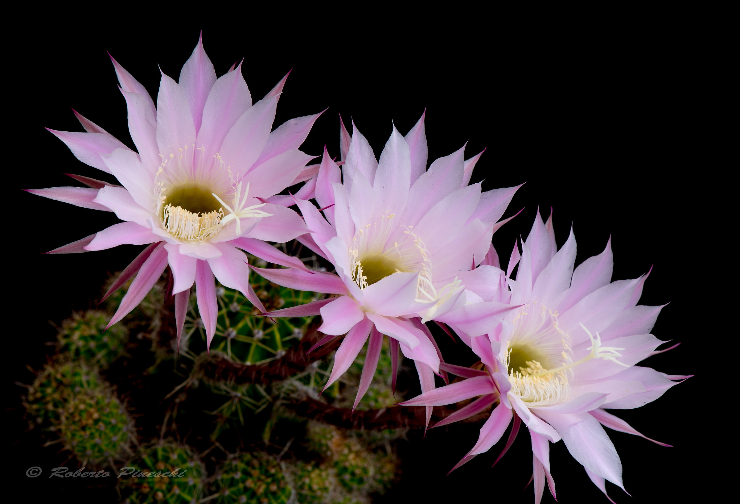 the beautiful and ephemeral flowers echinopsis oxygona