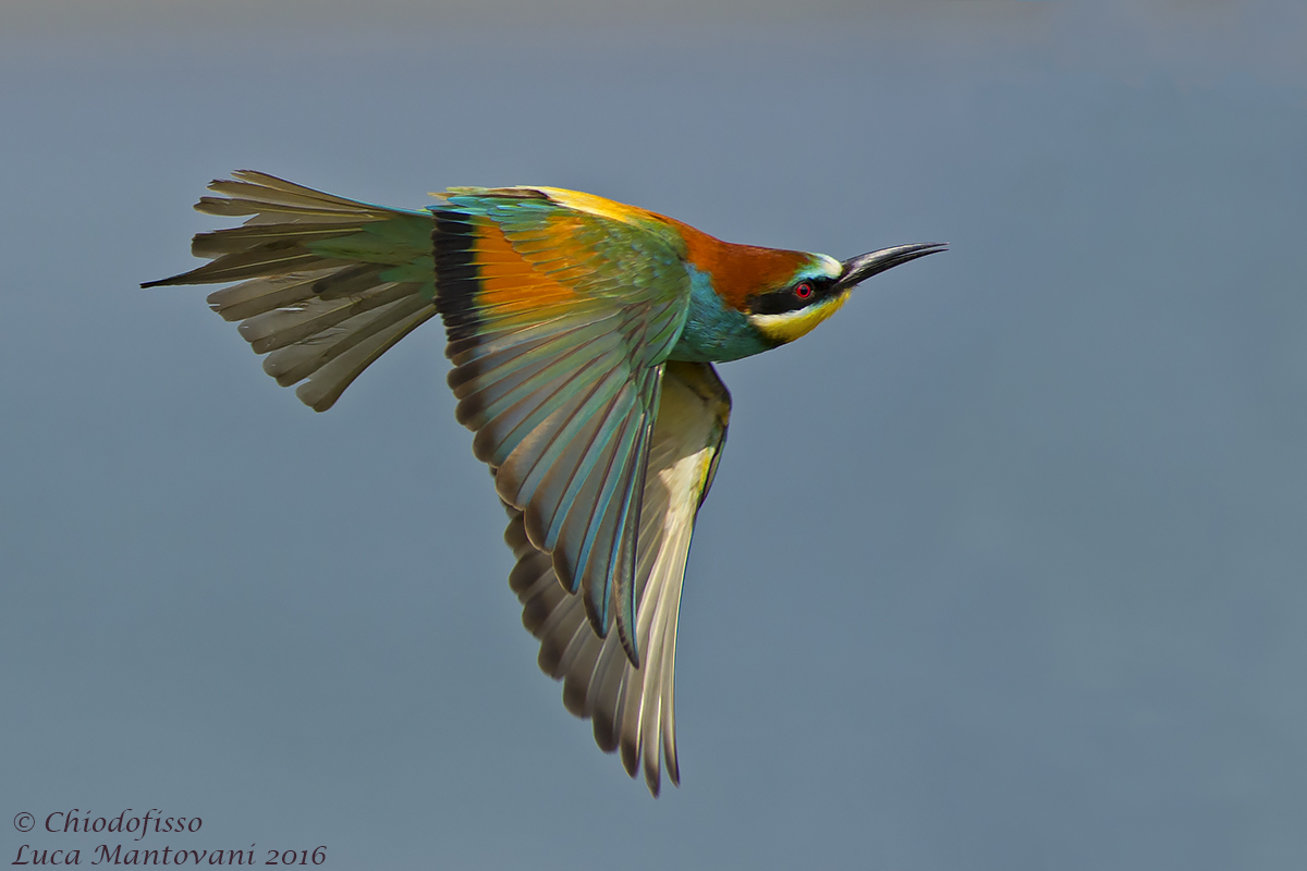 Bee-eater in search of prey
