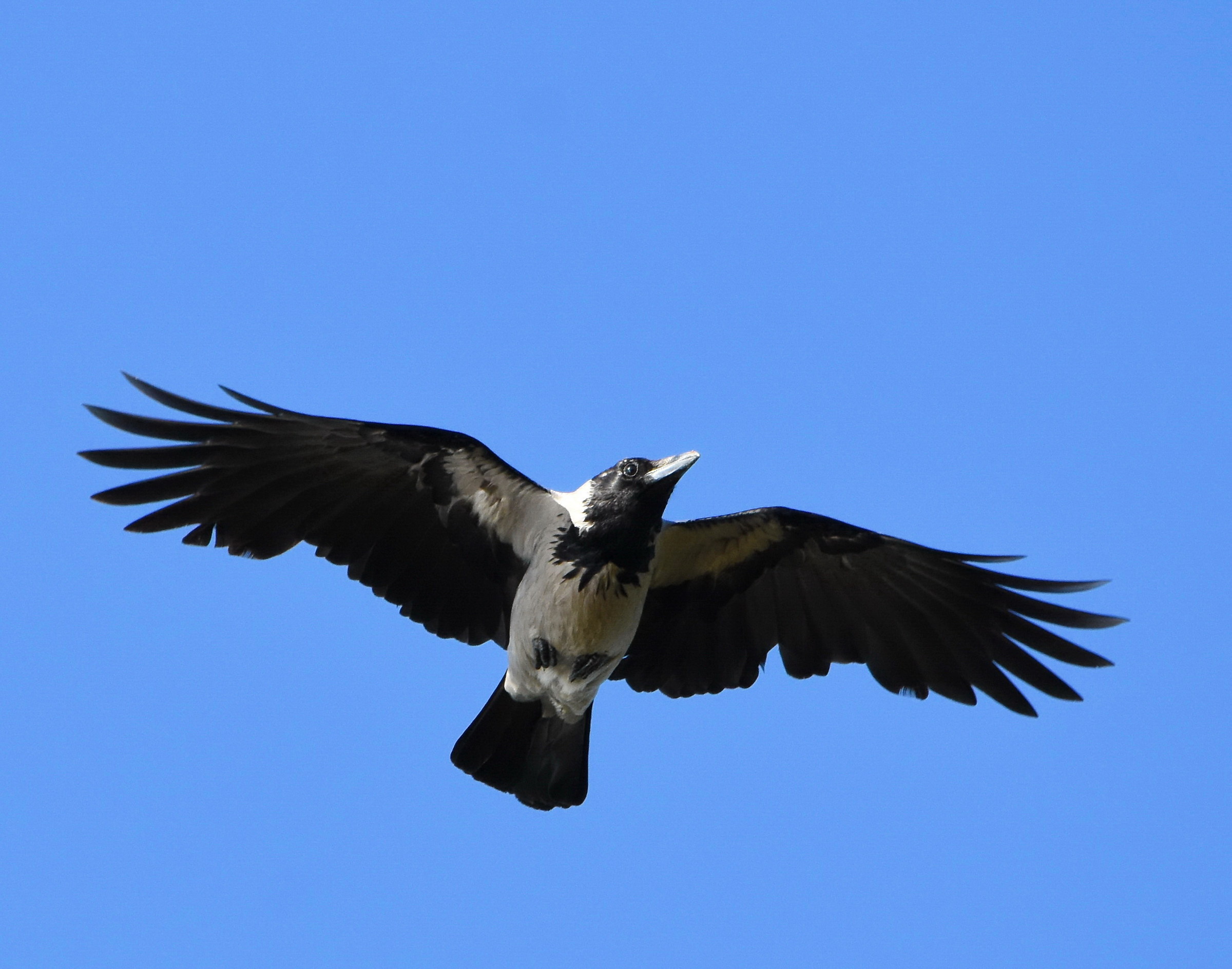 Hooded crow