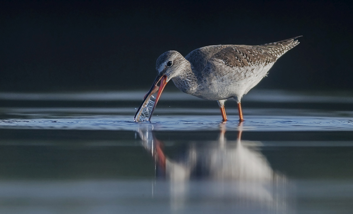 Spotted Redshank in the fog