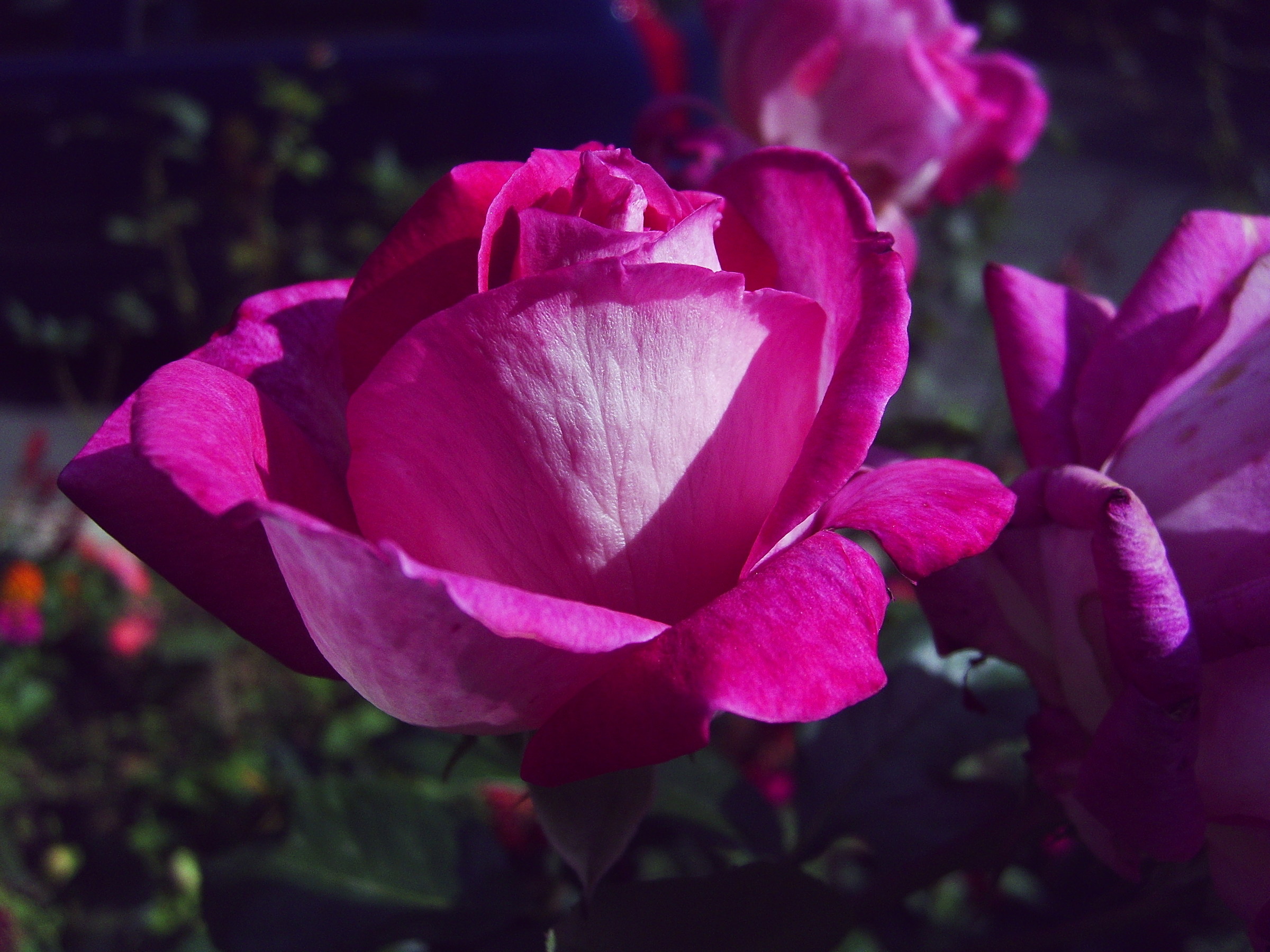 For the month of flowers 1