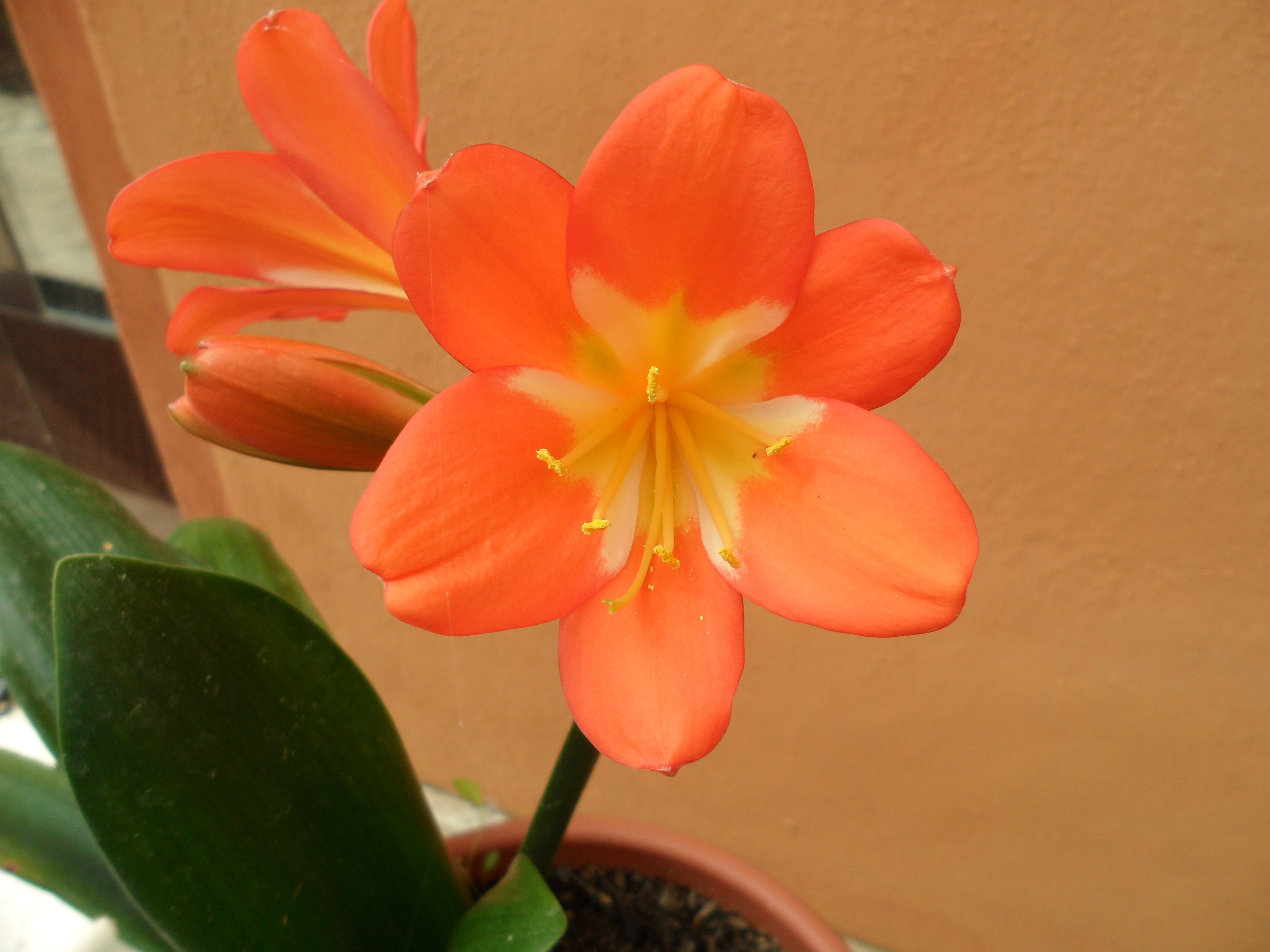 For the month of flowers 3