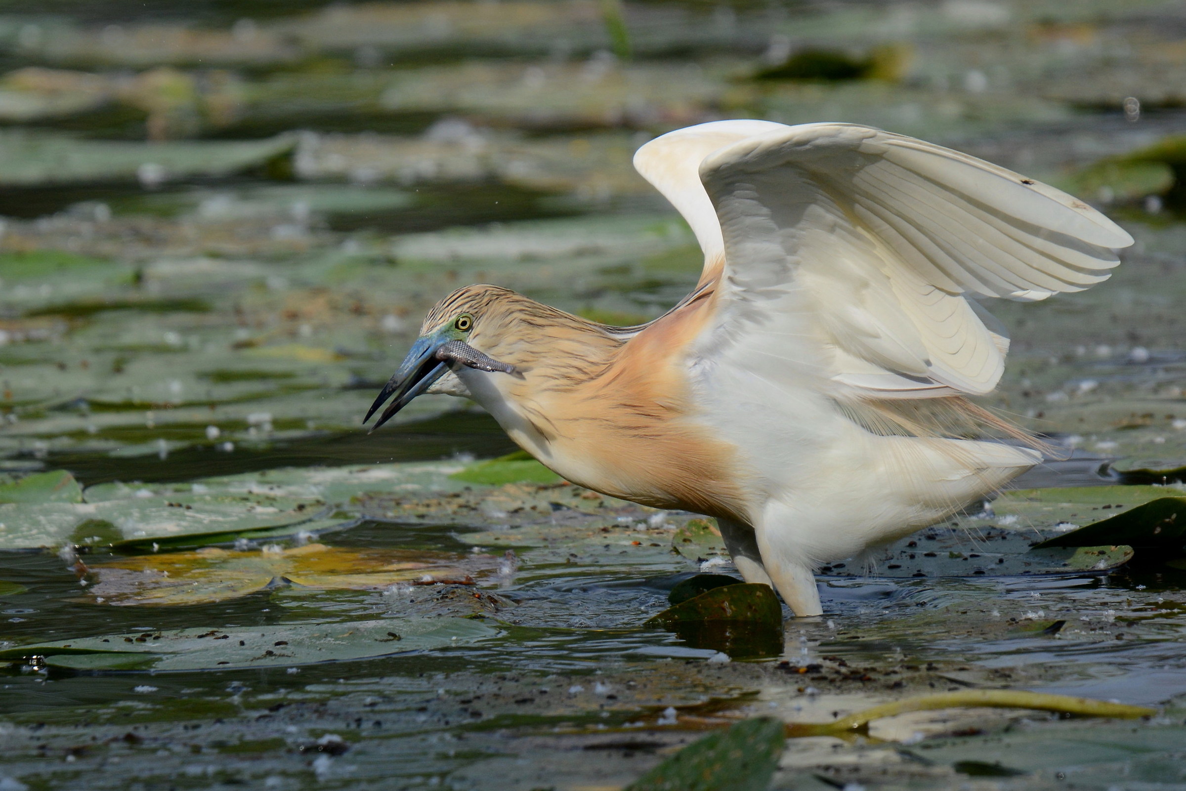 Sgarza by the forelock