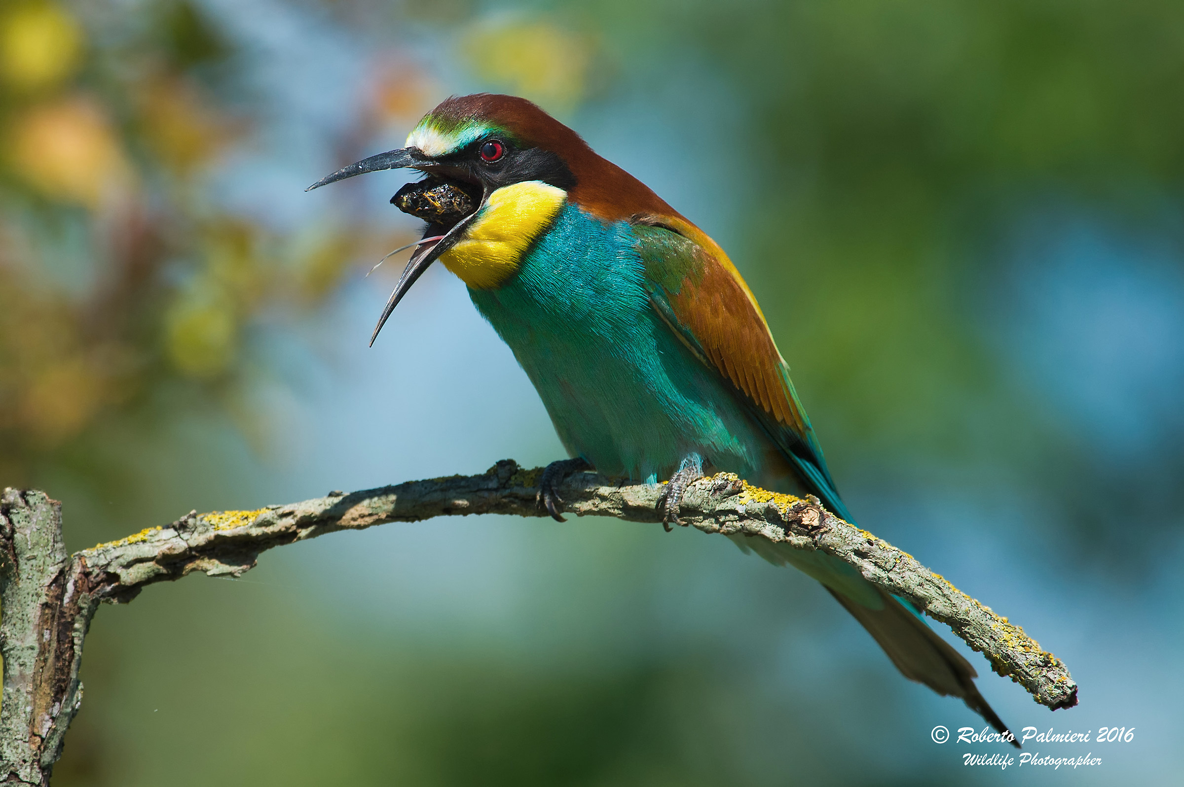 Eater (Merops apiaster) regurgitation wad