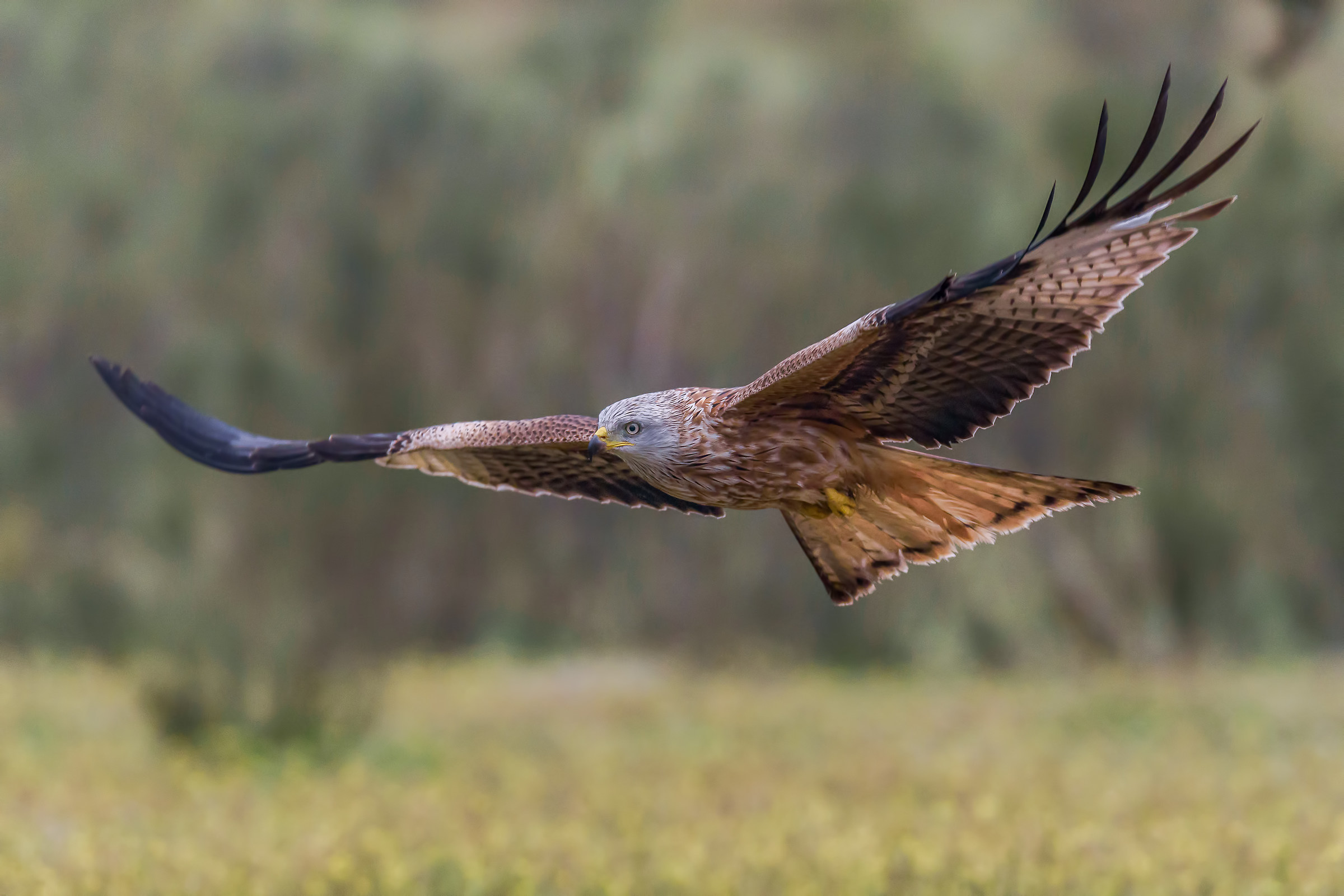 Red Kite in flight