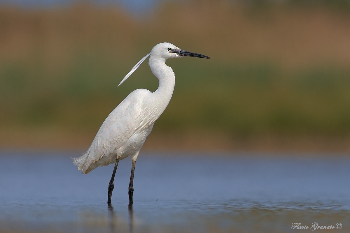 egret