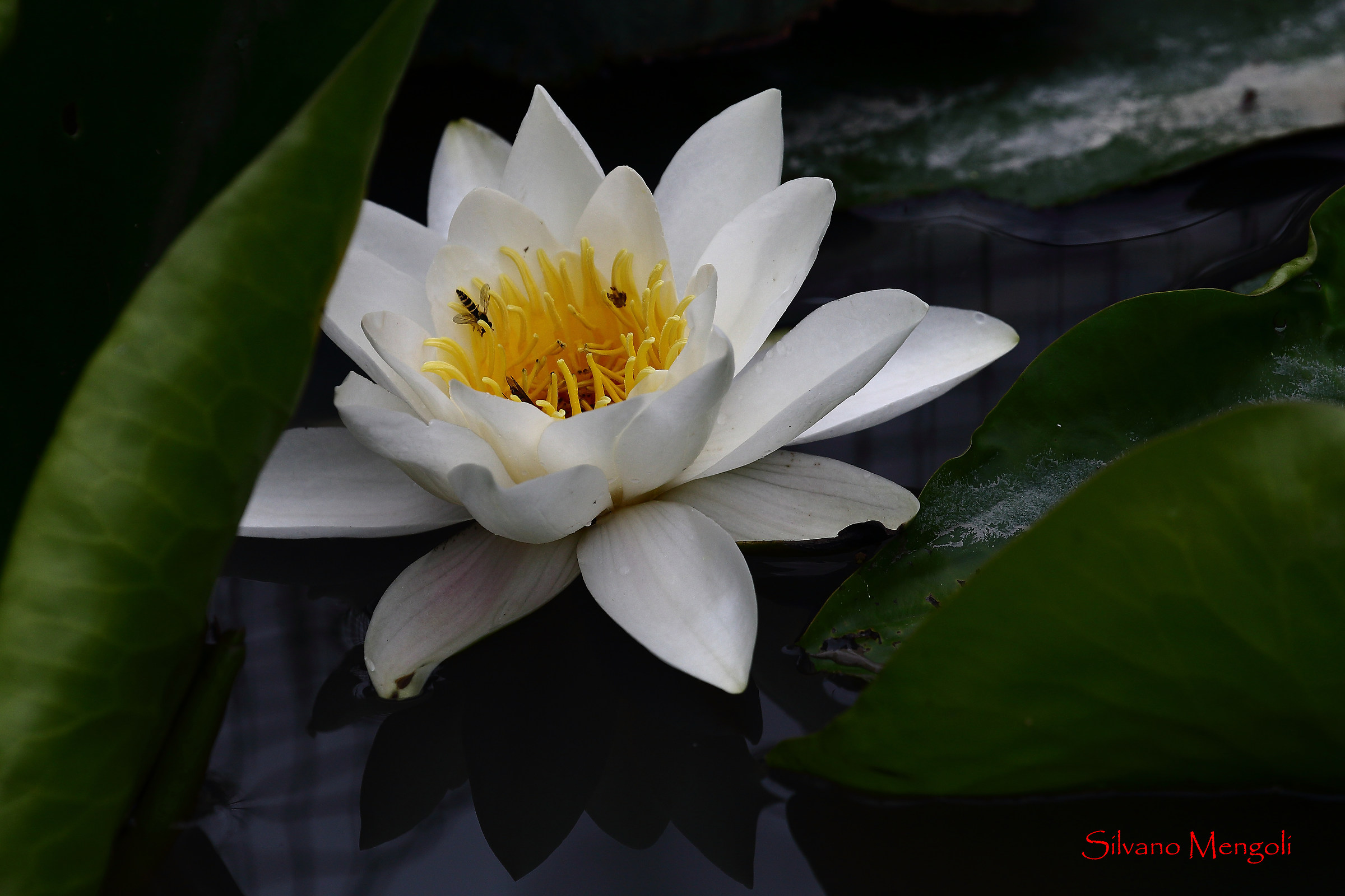 waterlily