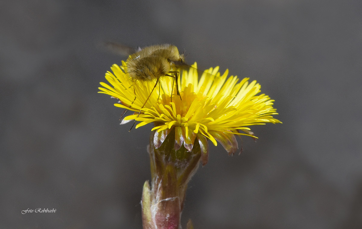 Farfaro...Tussilago farfara....