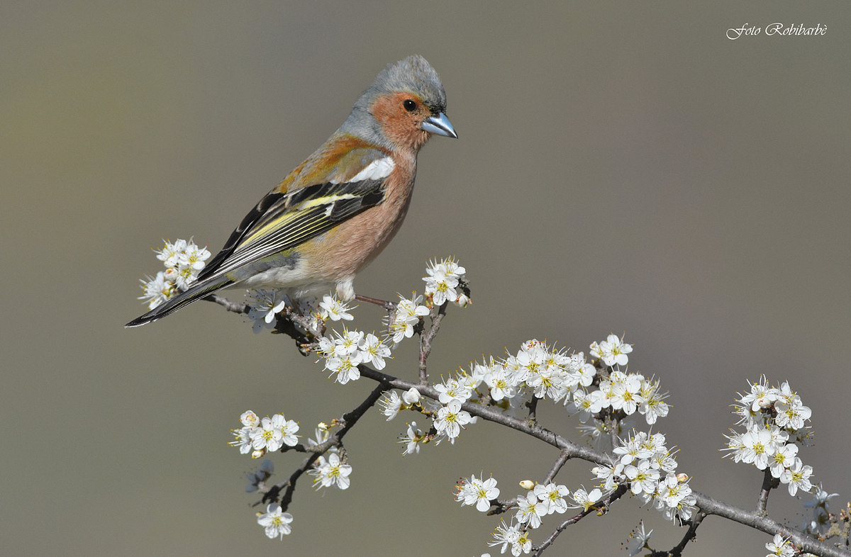 Finch ... the plum blossom in ...