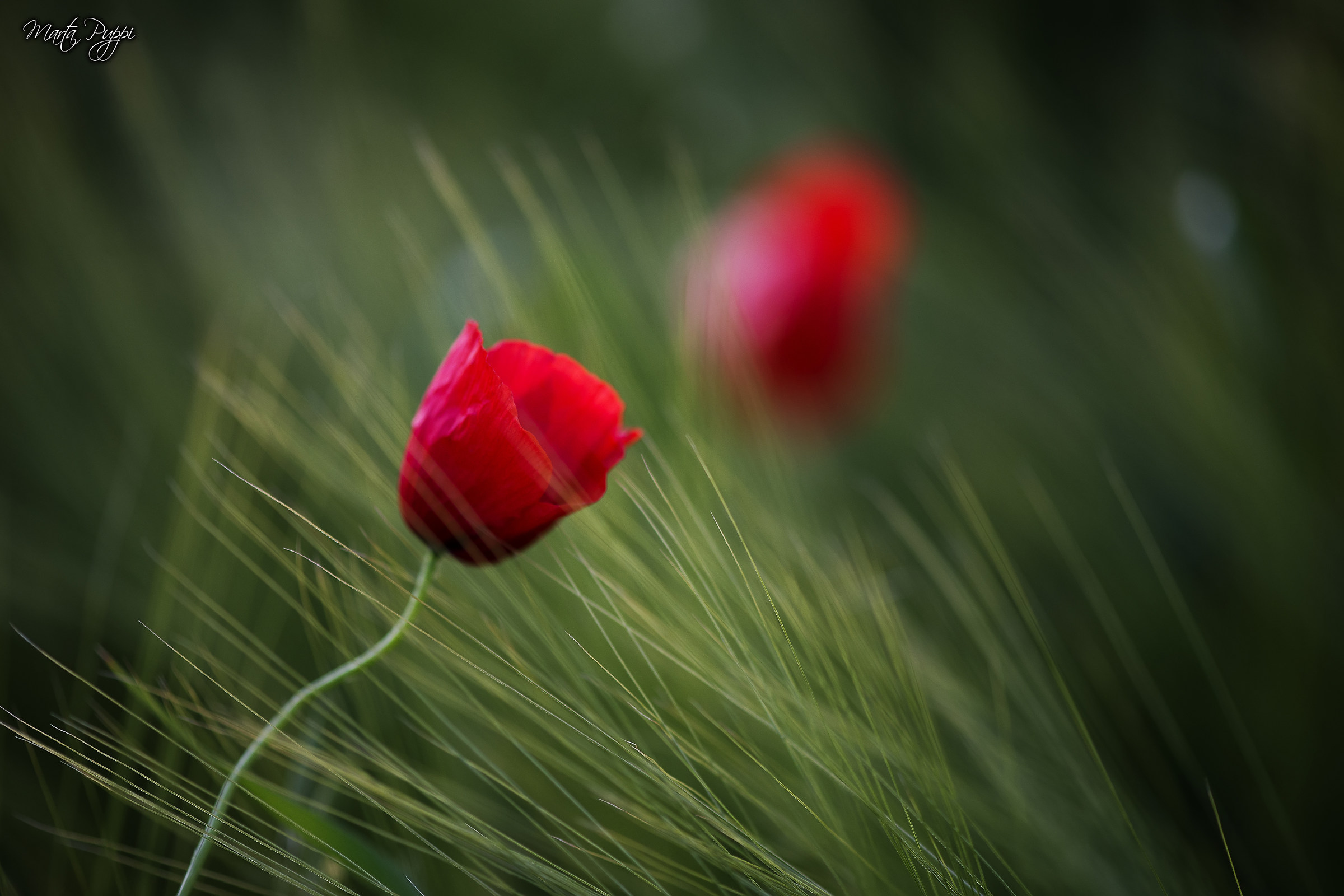 Patches of red among the cornfields