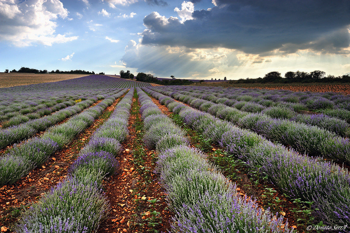 Lagarde D'Apt, campi di lavanda