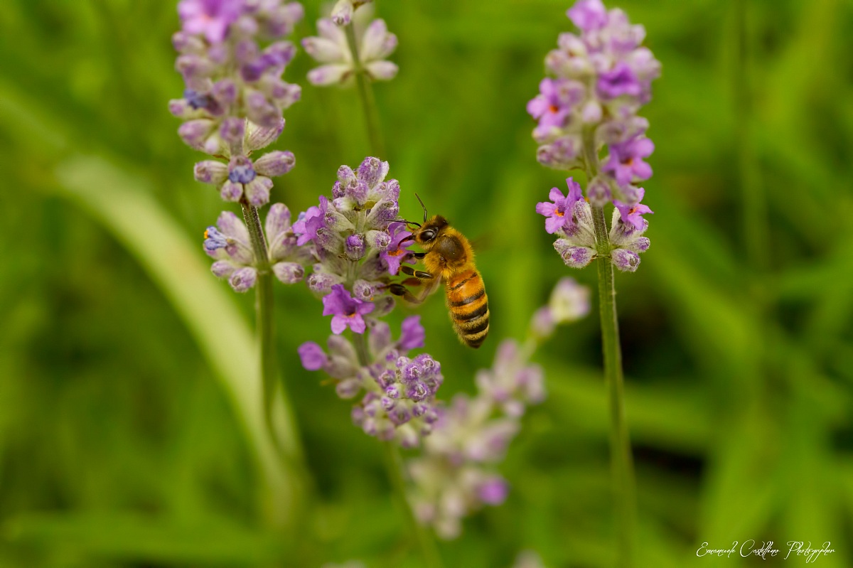 Ape e lavanda
