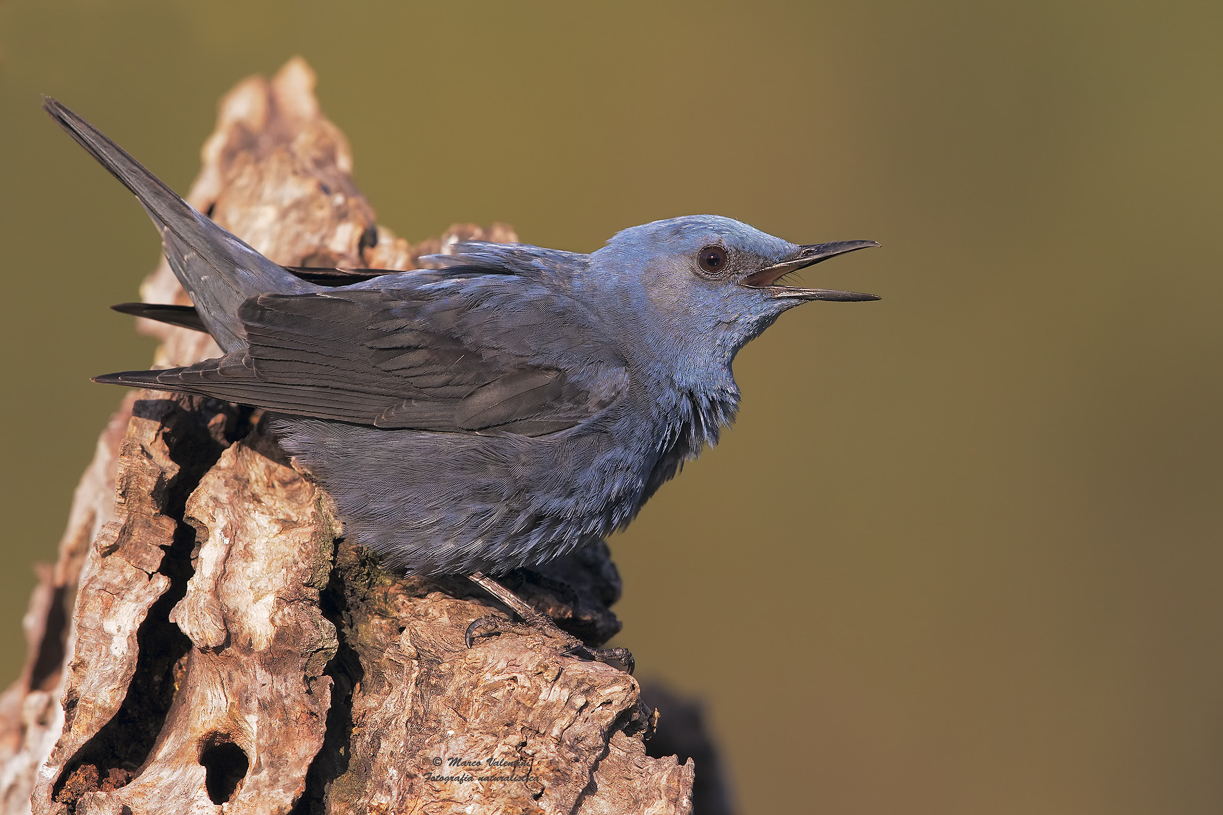 Passerosolitarioincanto