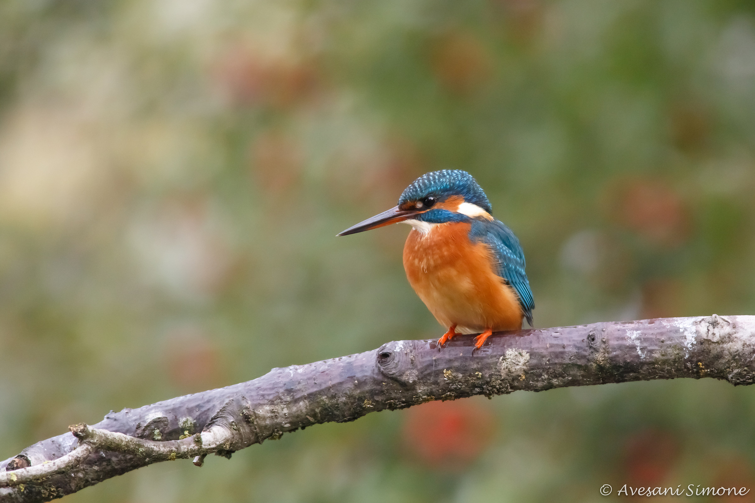 Kingfisher