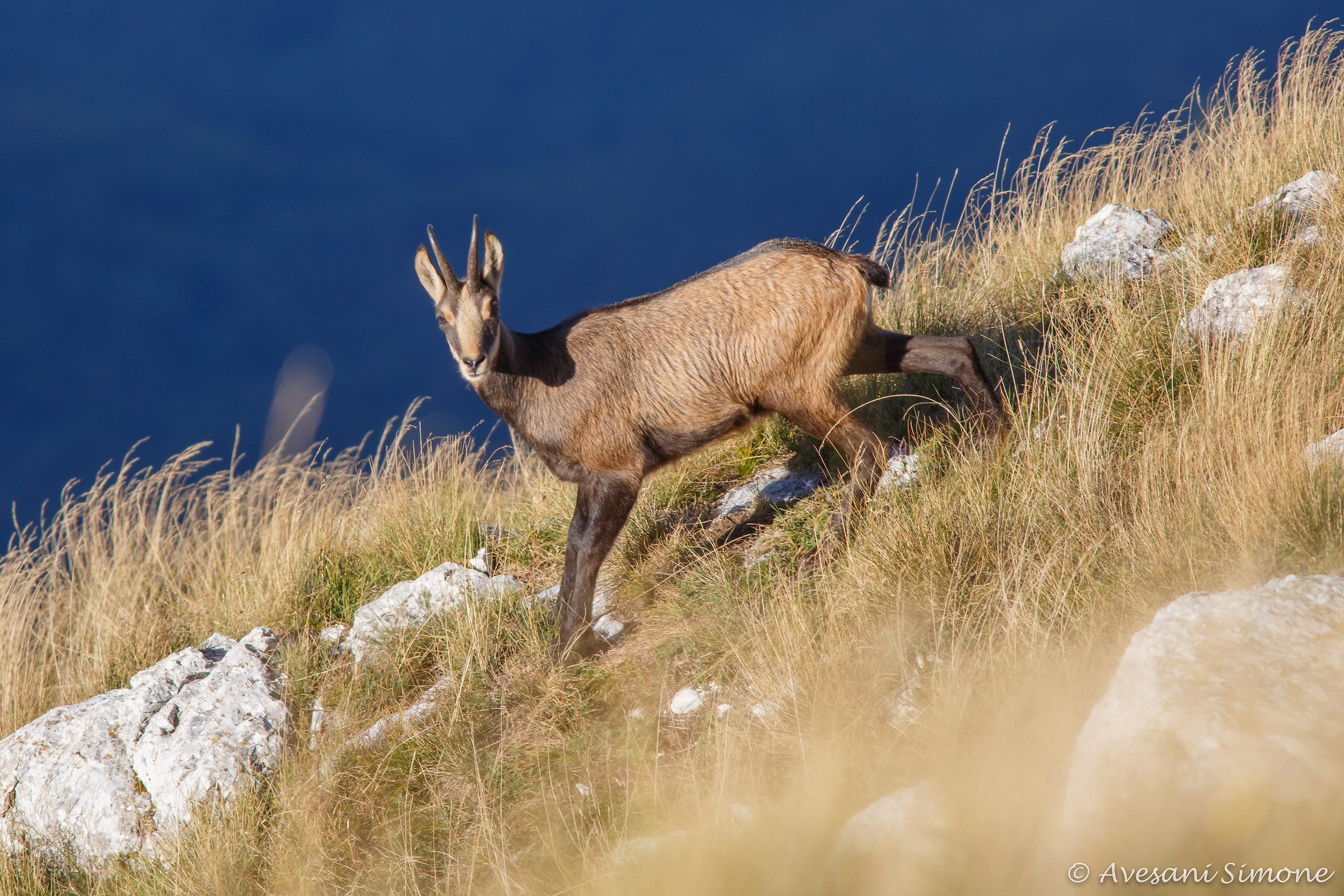 Suede sul.Corno d Aquilio