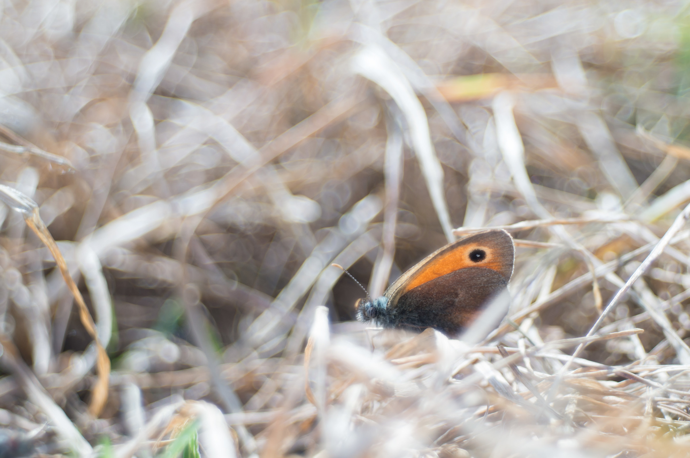 Among branches of light