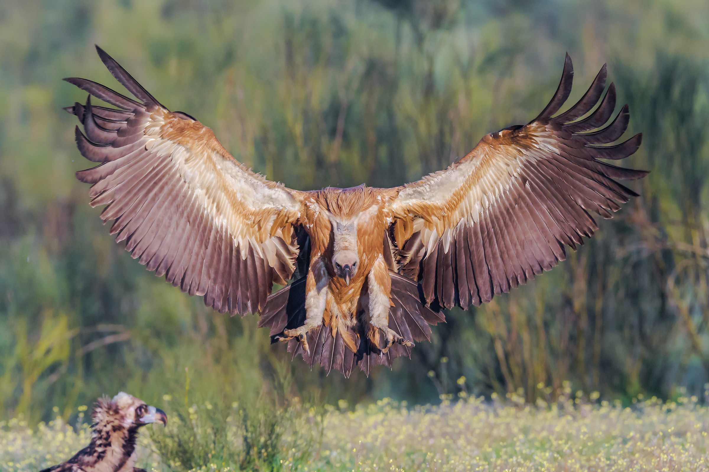 A landing that has not gone unnoticed ...