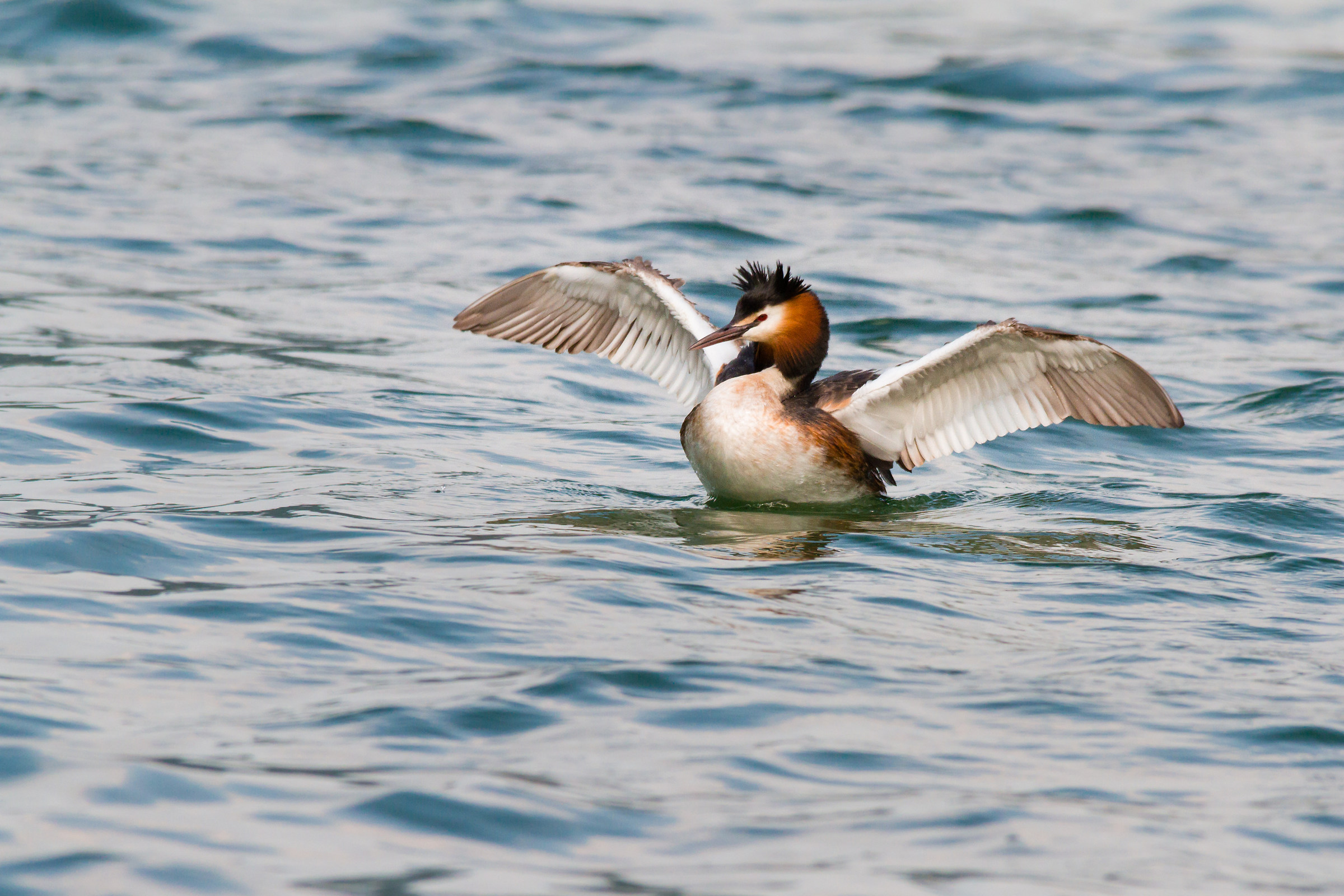 grebes
