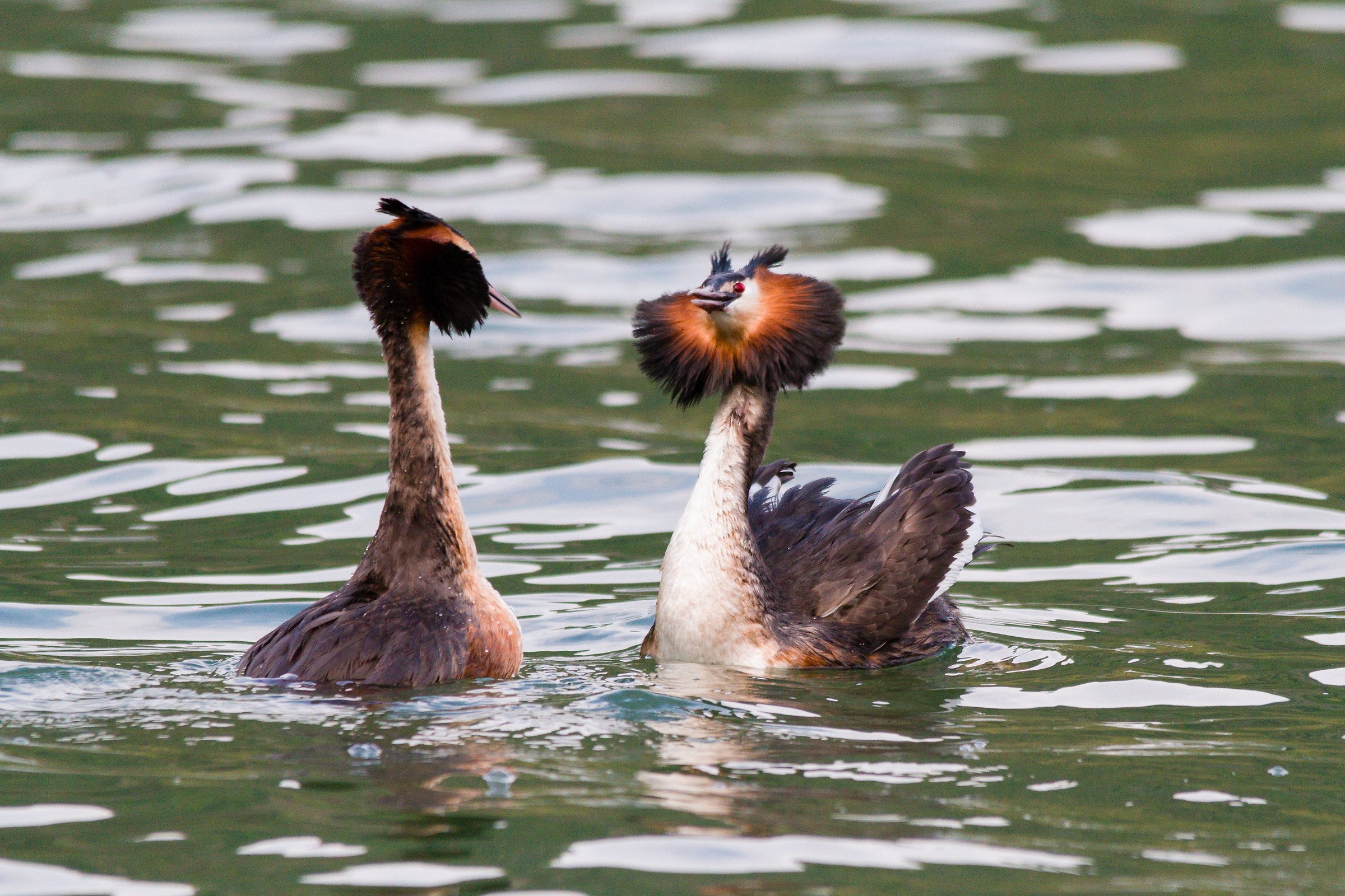 grebes