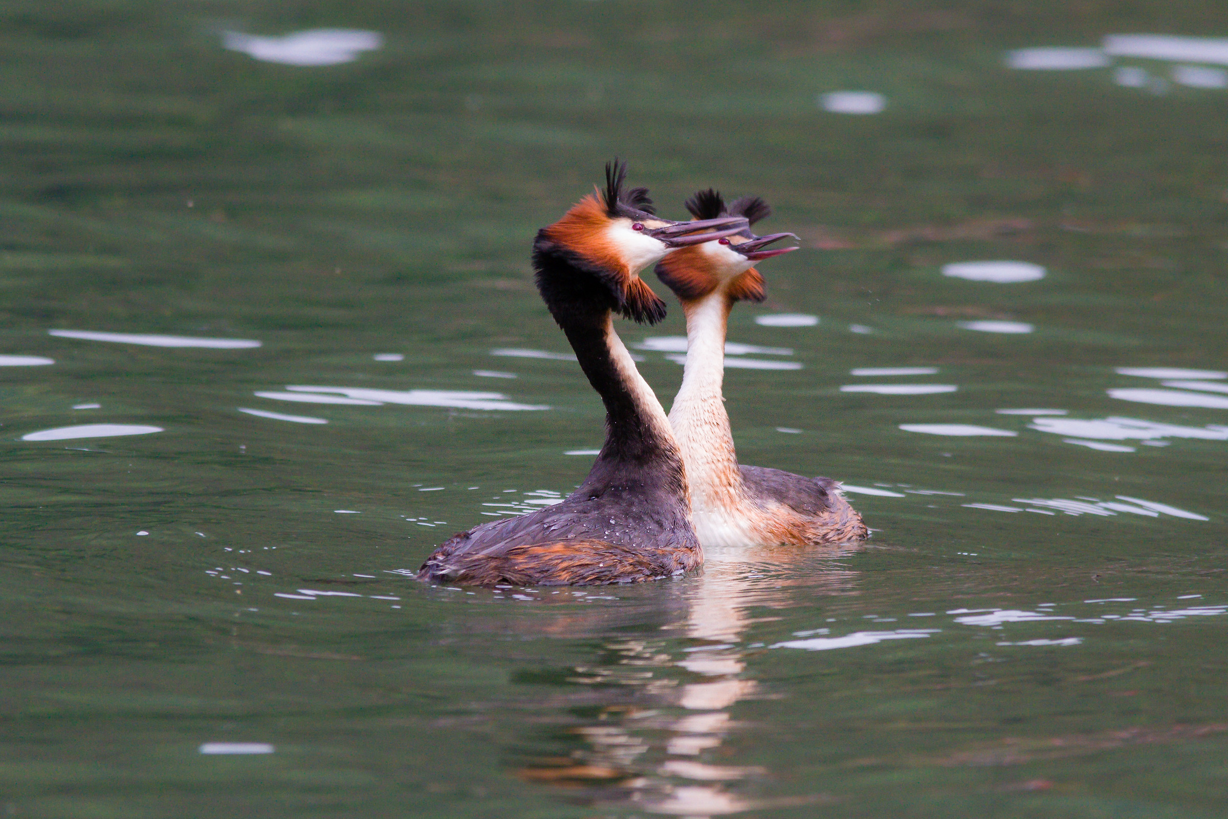 grebes