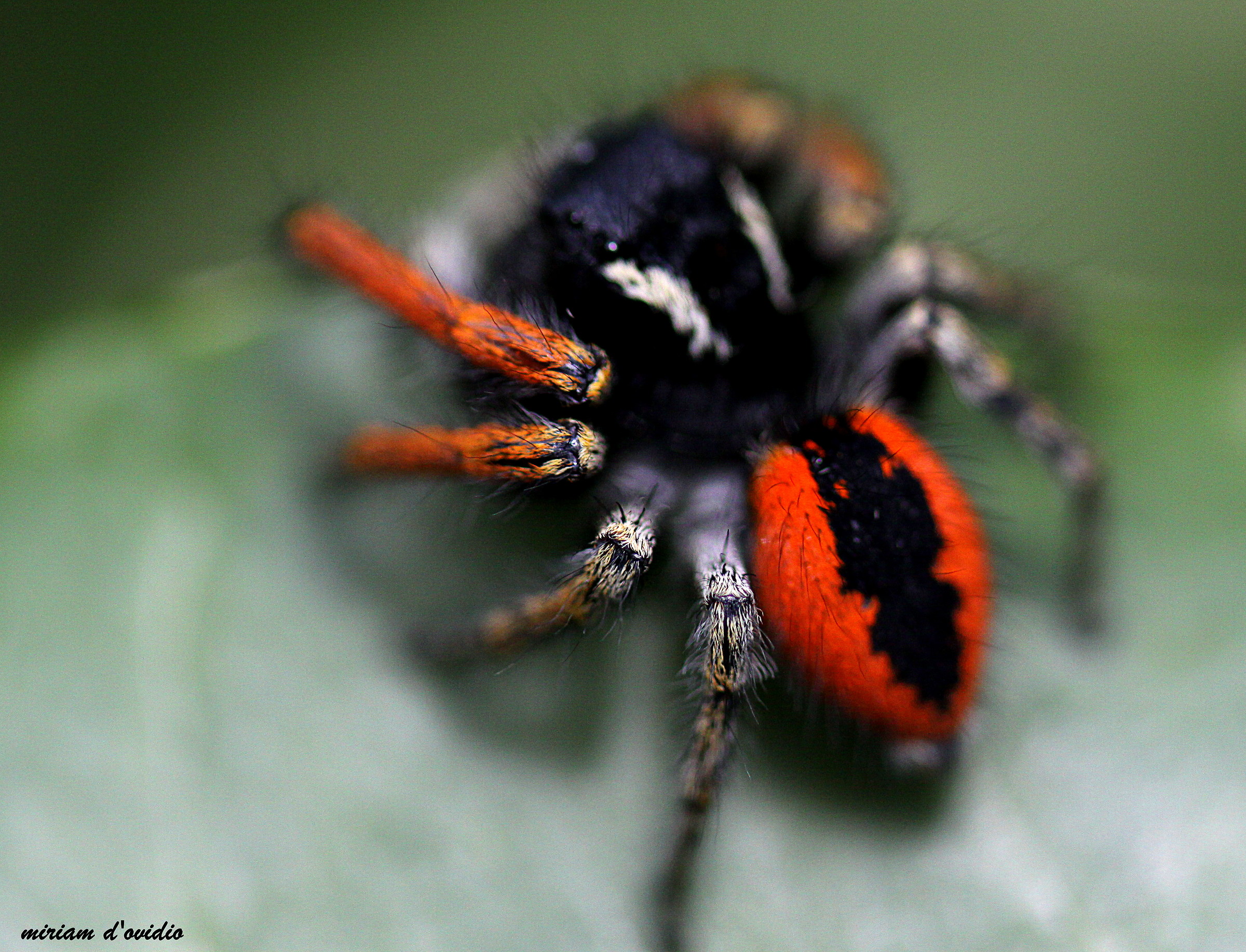 Salticidae