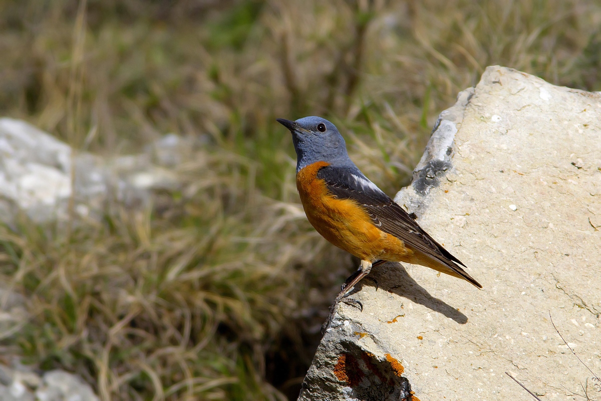 redstart Male 1st 2016