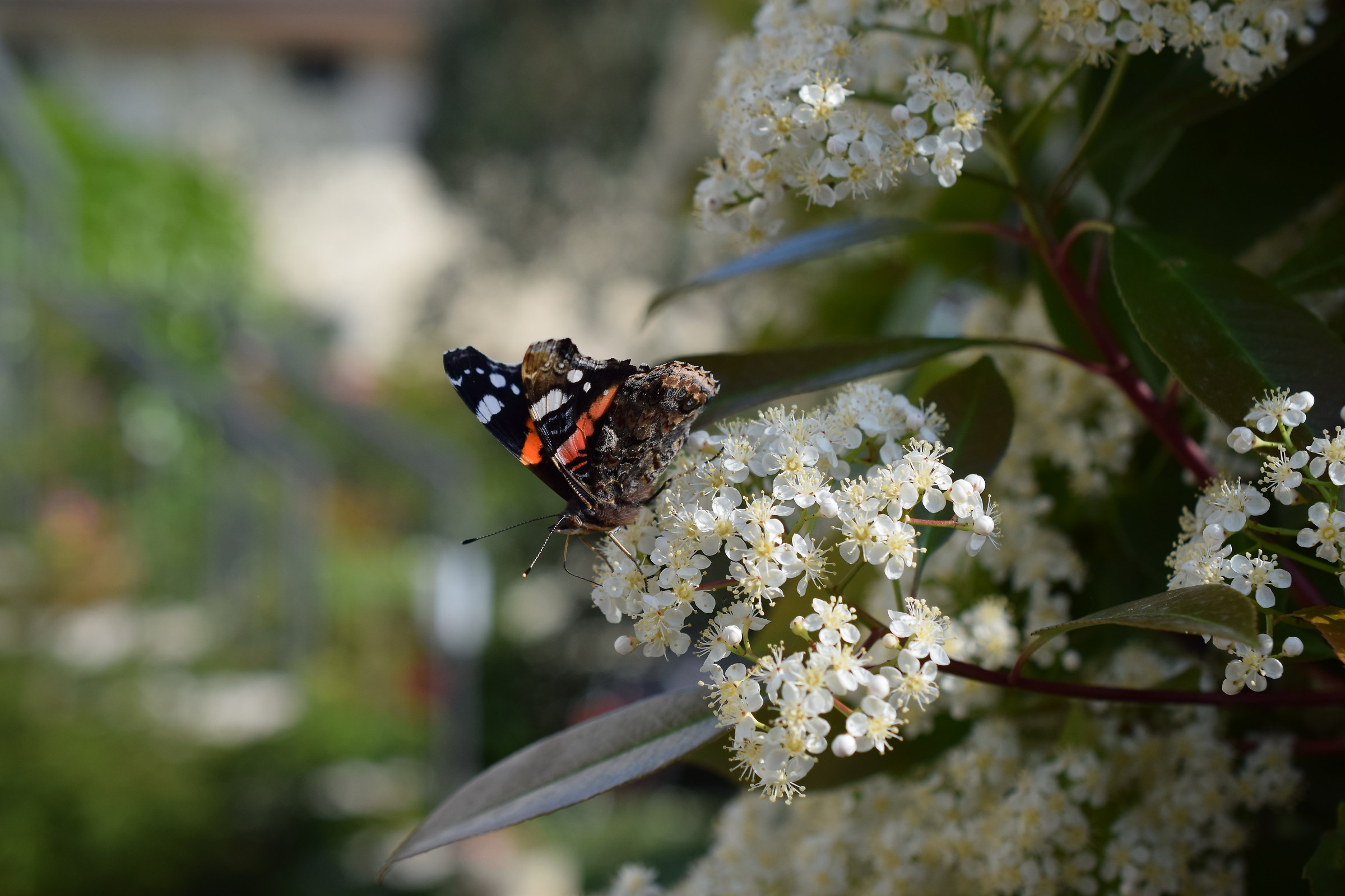 Farfalla nella siepe