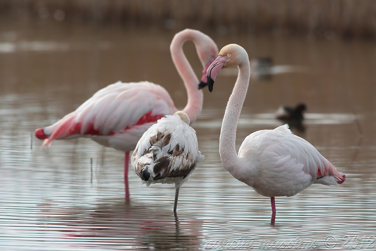 flamingos (Phoenicopterus ruber)