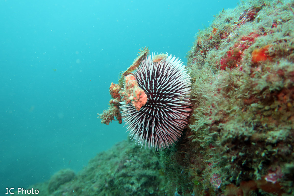 sphaerechinus granularis