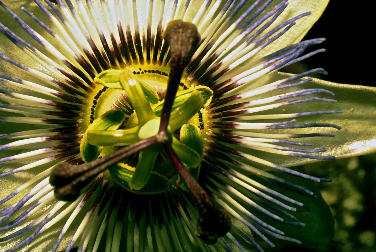 Fiore della Passione