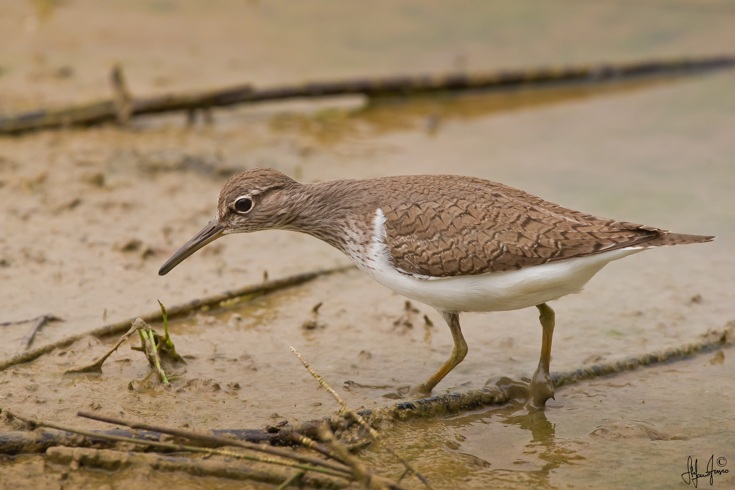 Piro piro piccolo-3149