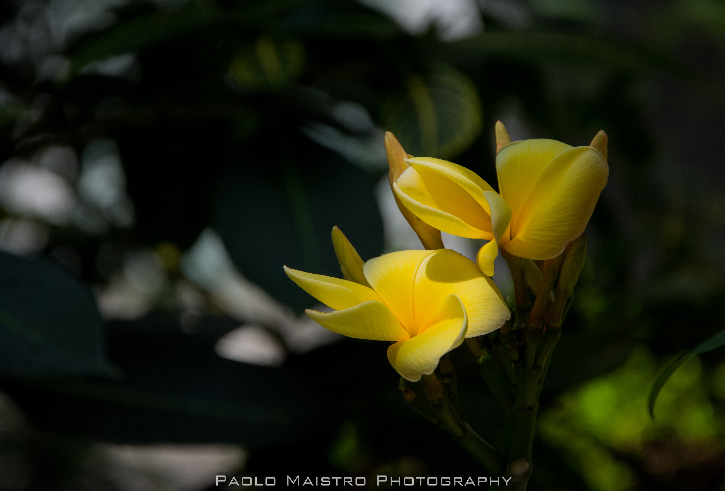 Orto botanico padova