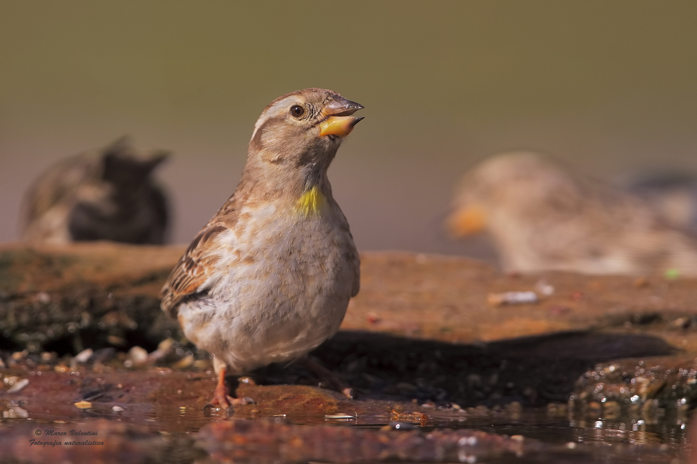 Rock Sparrow