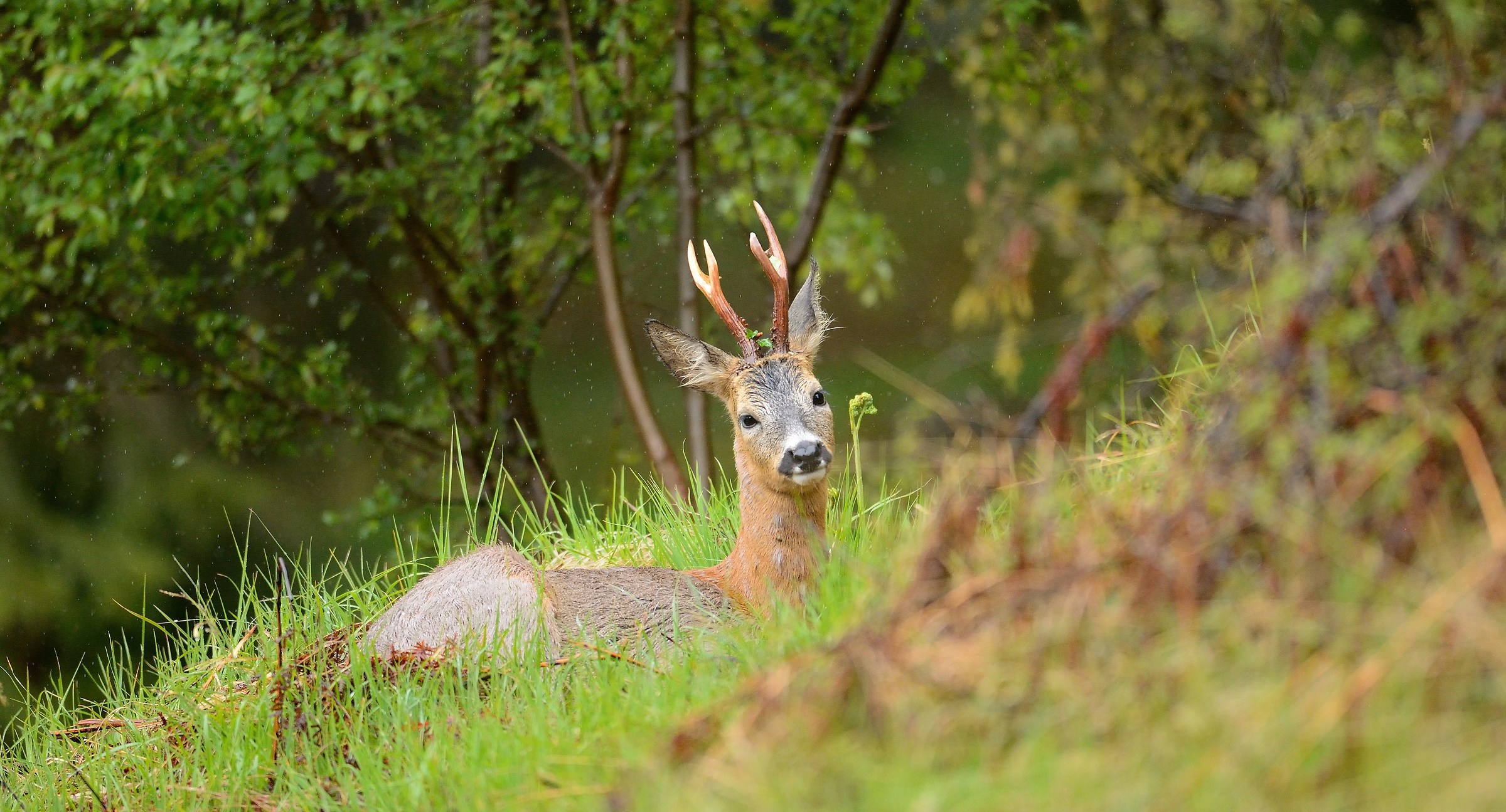 riposando sotto la pioggia