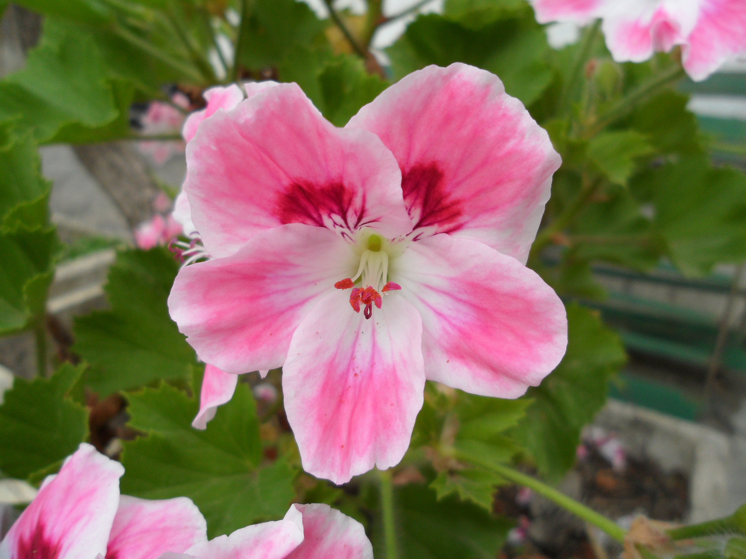 For the month of flowers