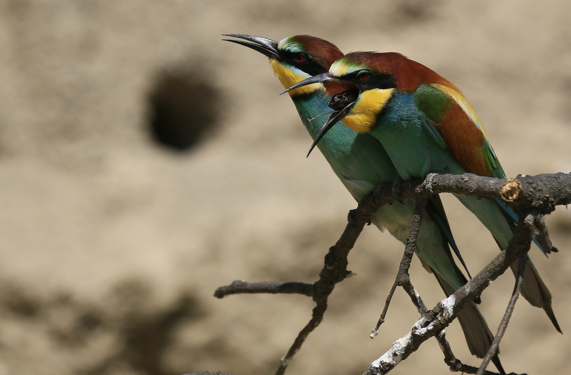 Bee-eaters 2016: Teamed with wad
