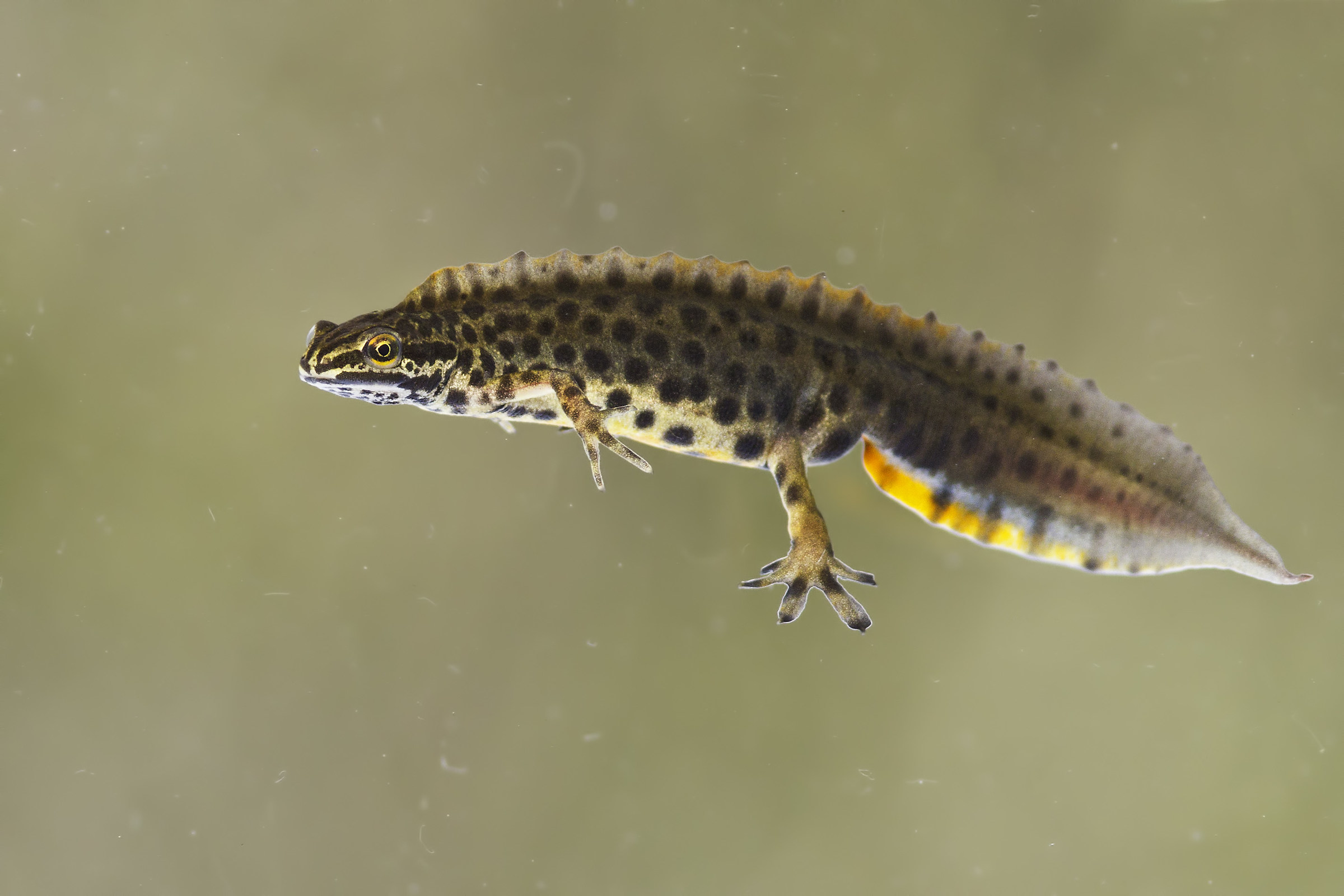 Lissotriton vulgaris