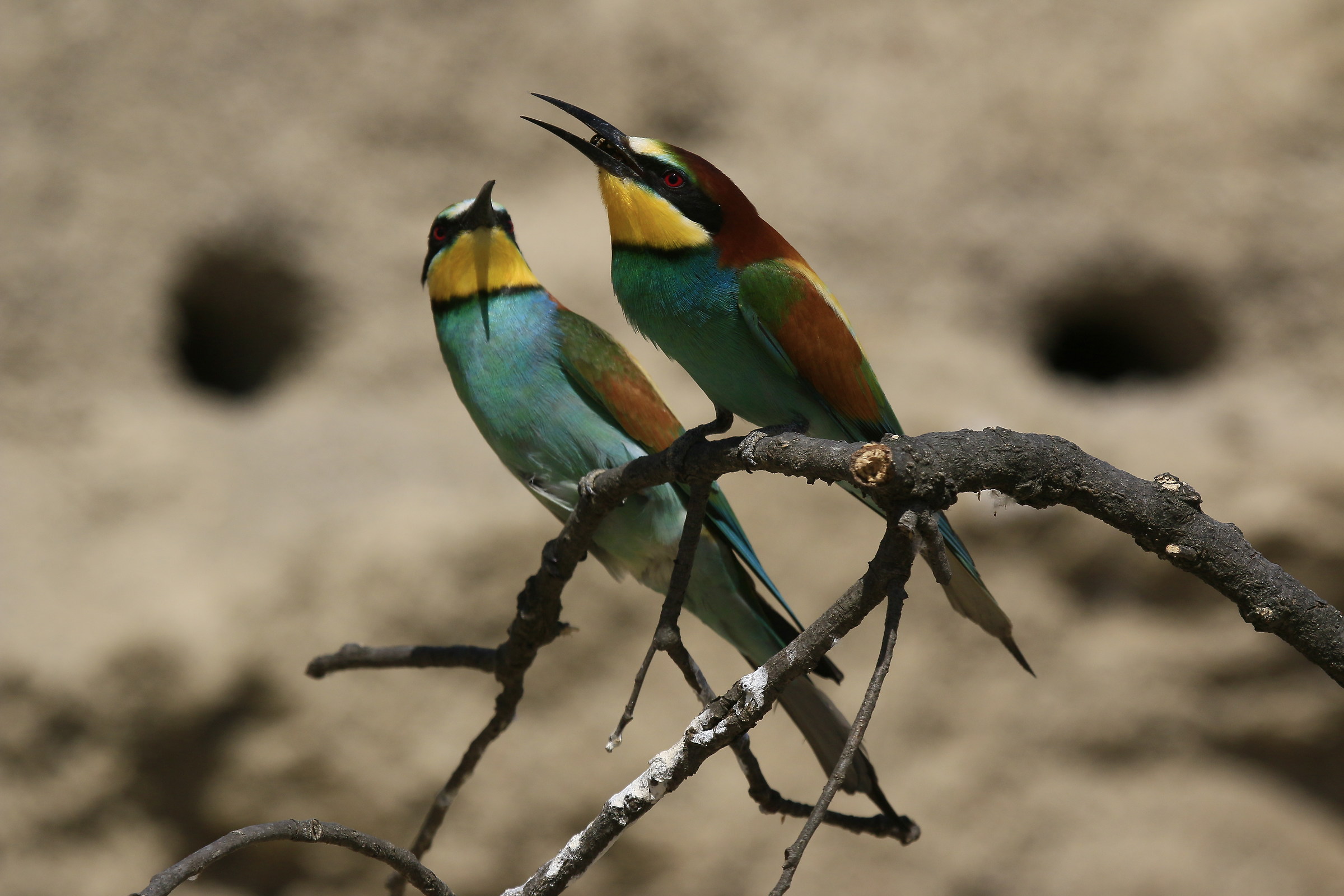 Bee-eaters 2016: This is the gift