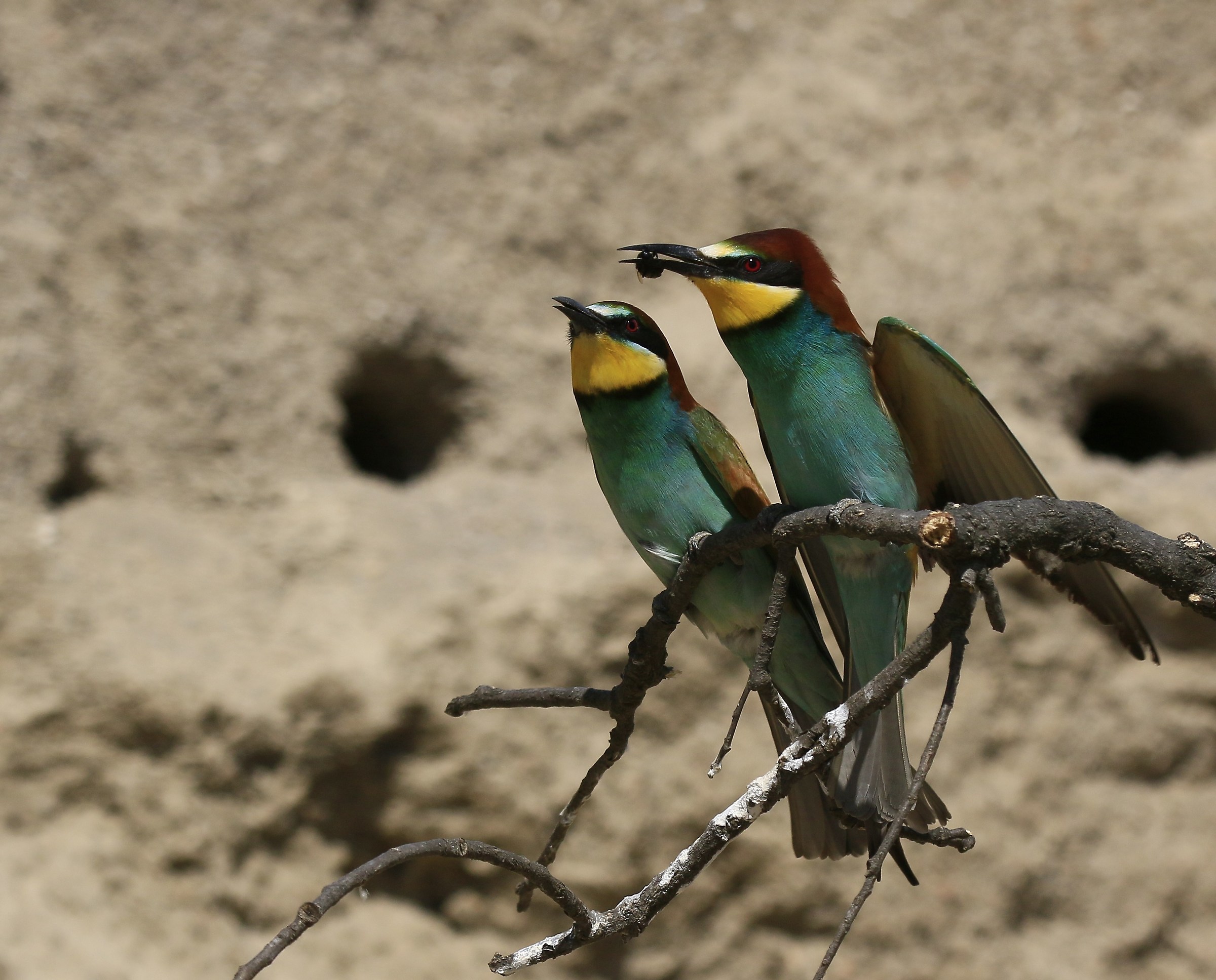 Bee-eaters 2016: Gifts to no end