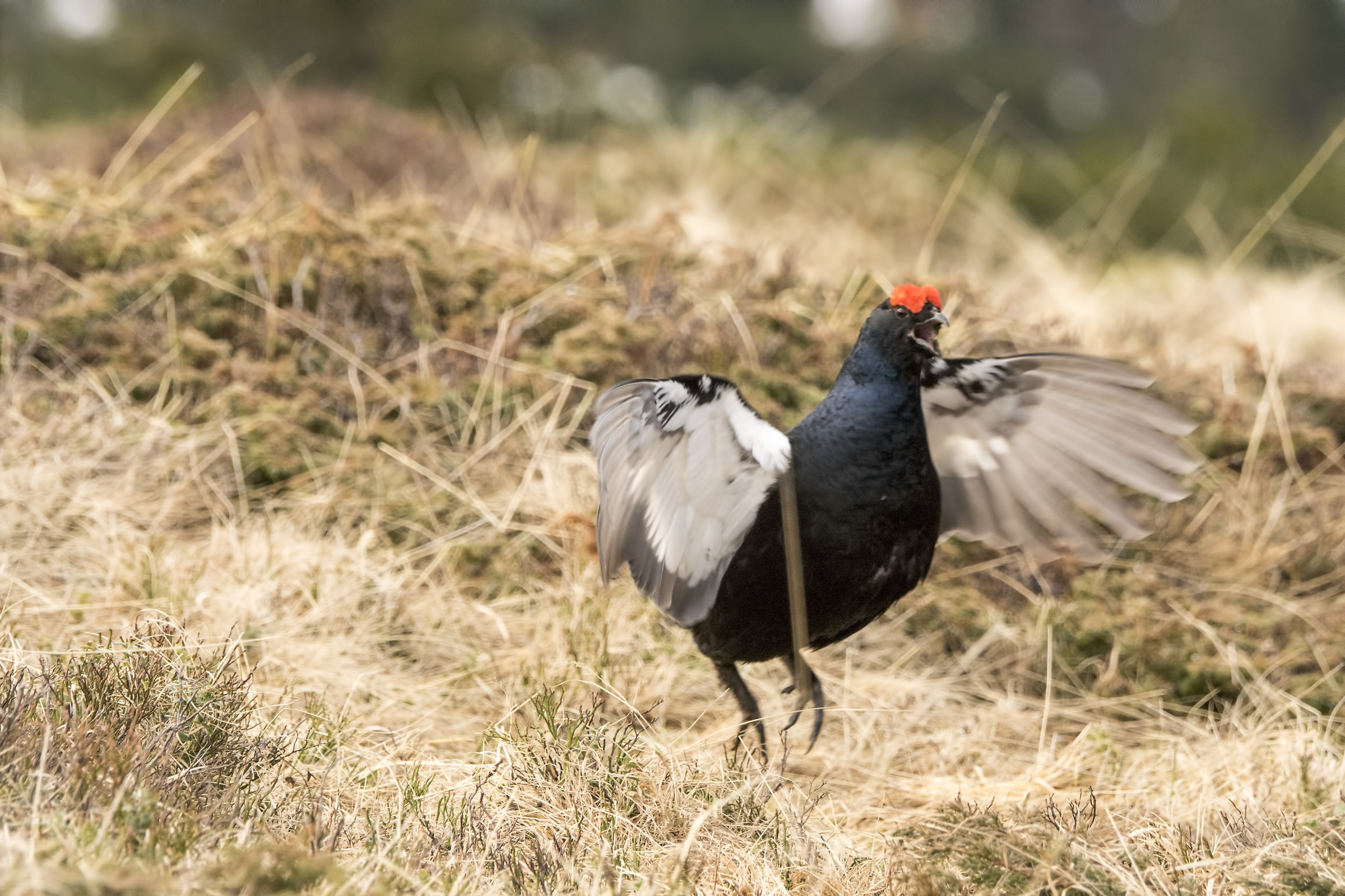 Questa è la mia zona