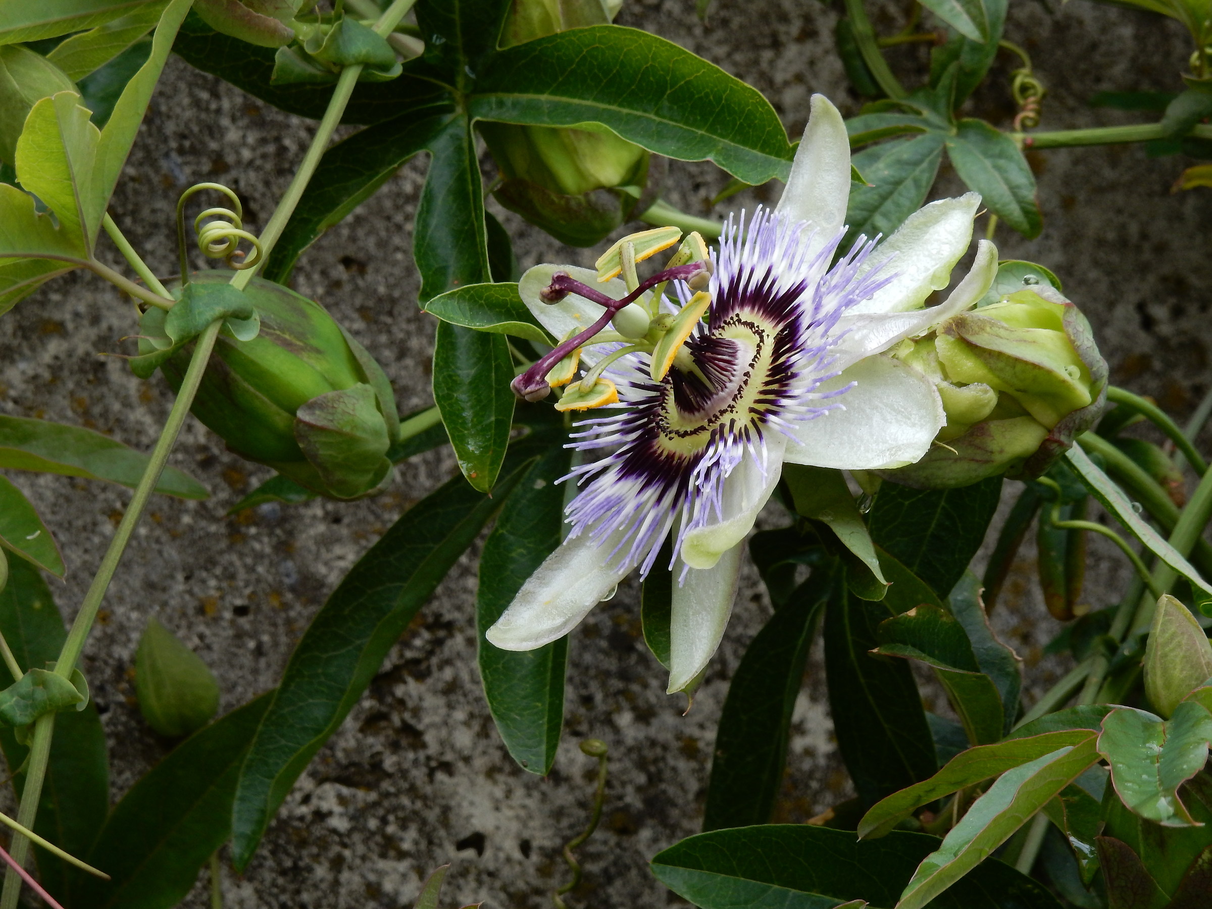 For the month of flowers 5