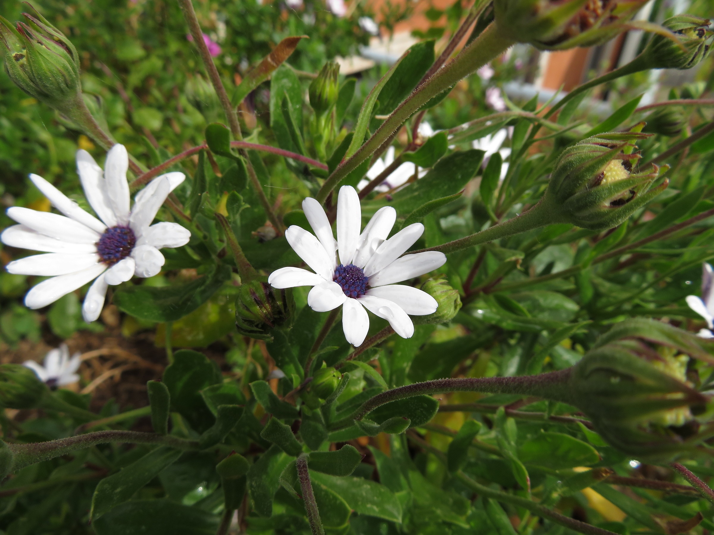 For the month of flowers 6