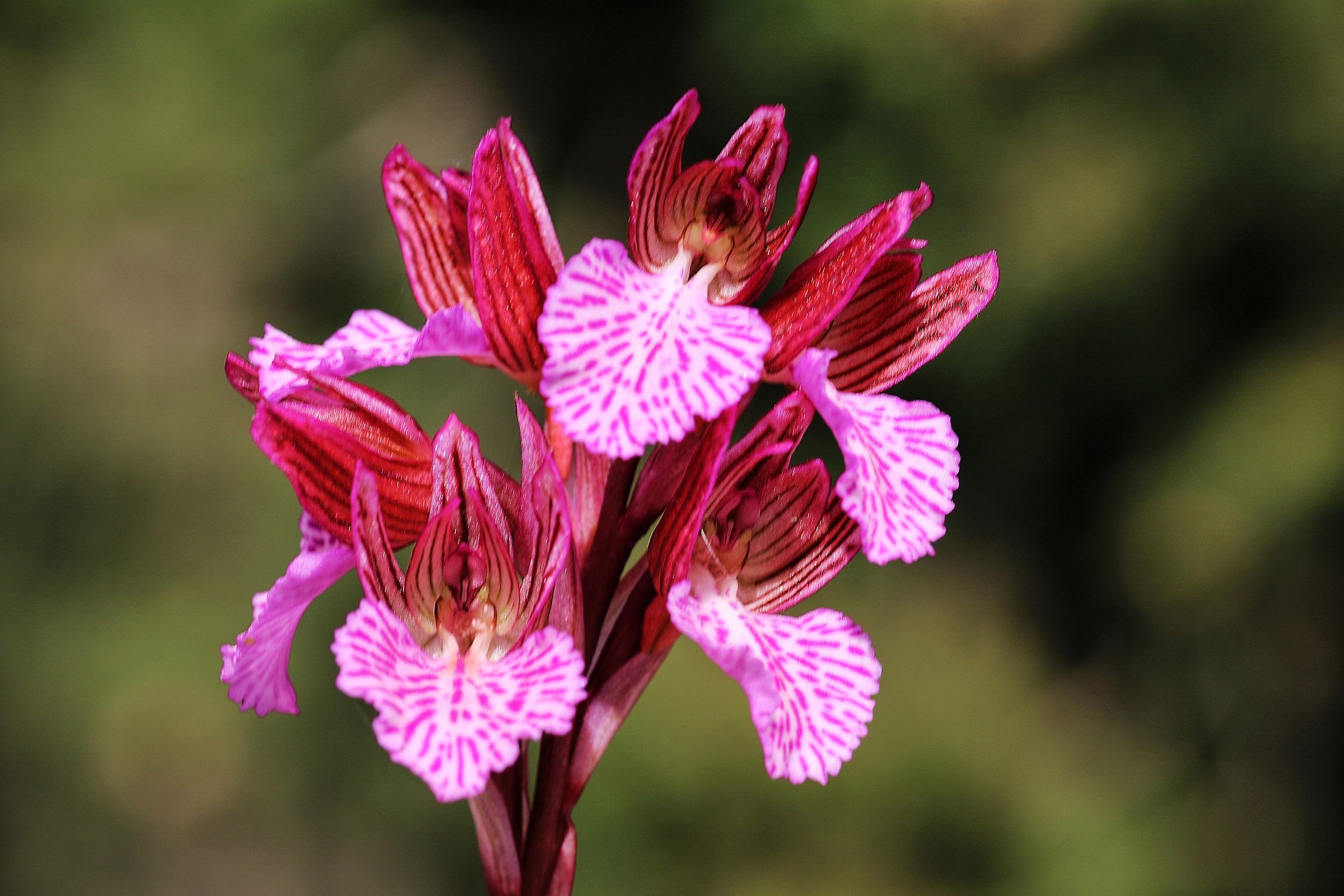 L'ultima orchidea selvatica...