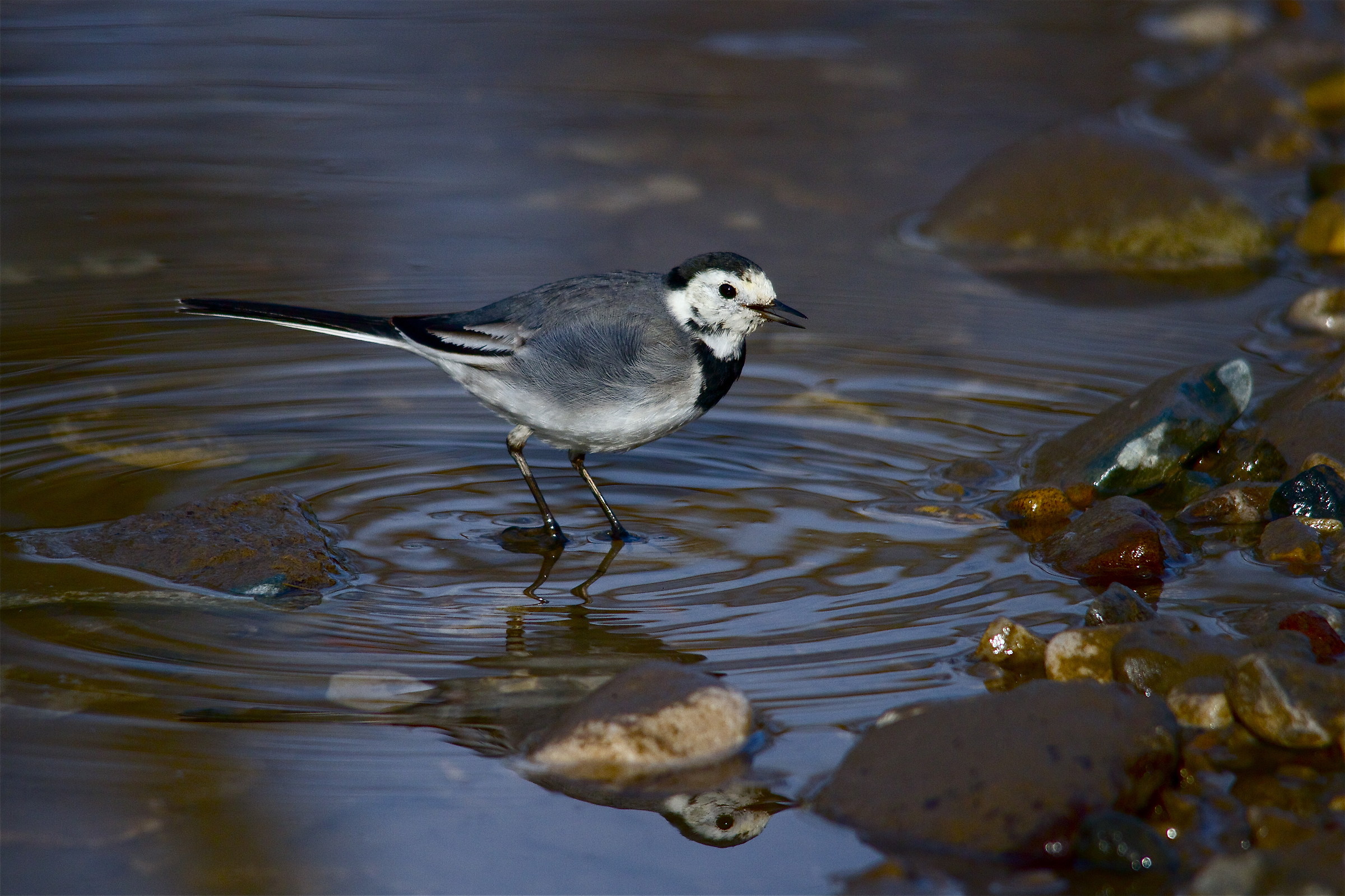 white wagtail