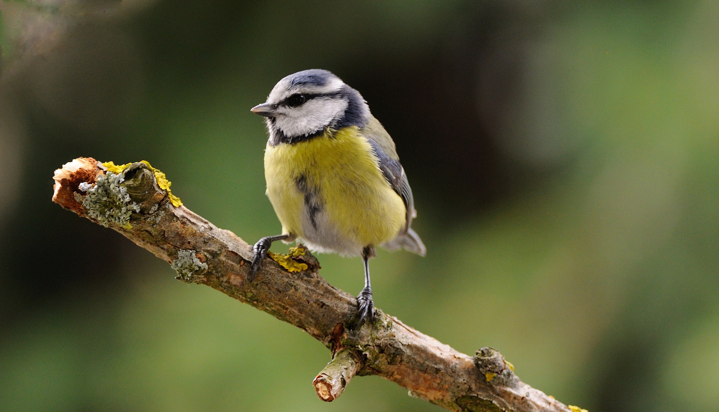 cincetta piccola, piccola
