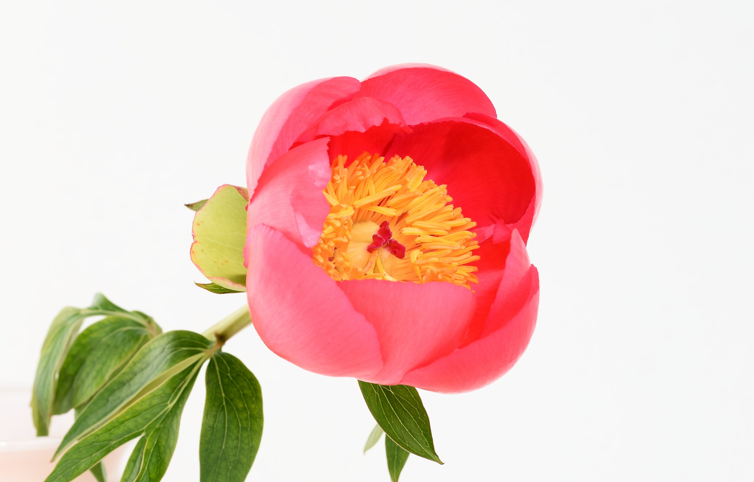 peony